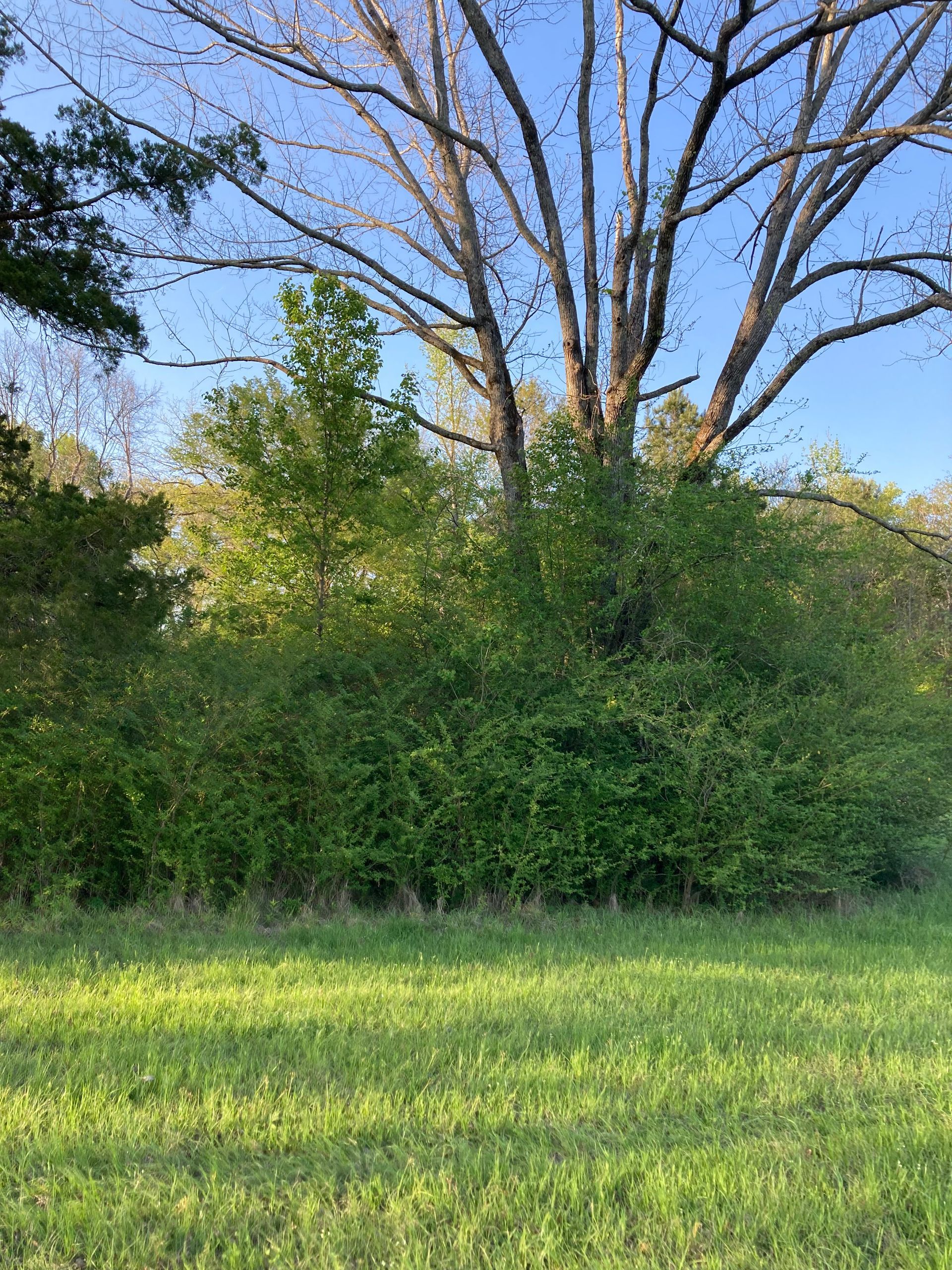 A large, bare-branched tree stands behind a dense, green thicket at the edge of a sunlit grassy field under a blue sky.