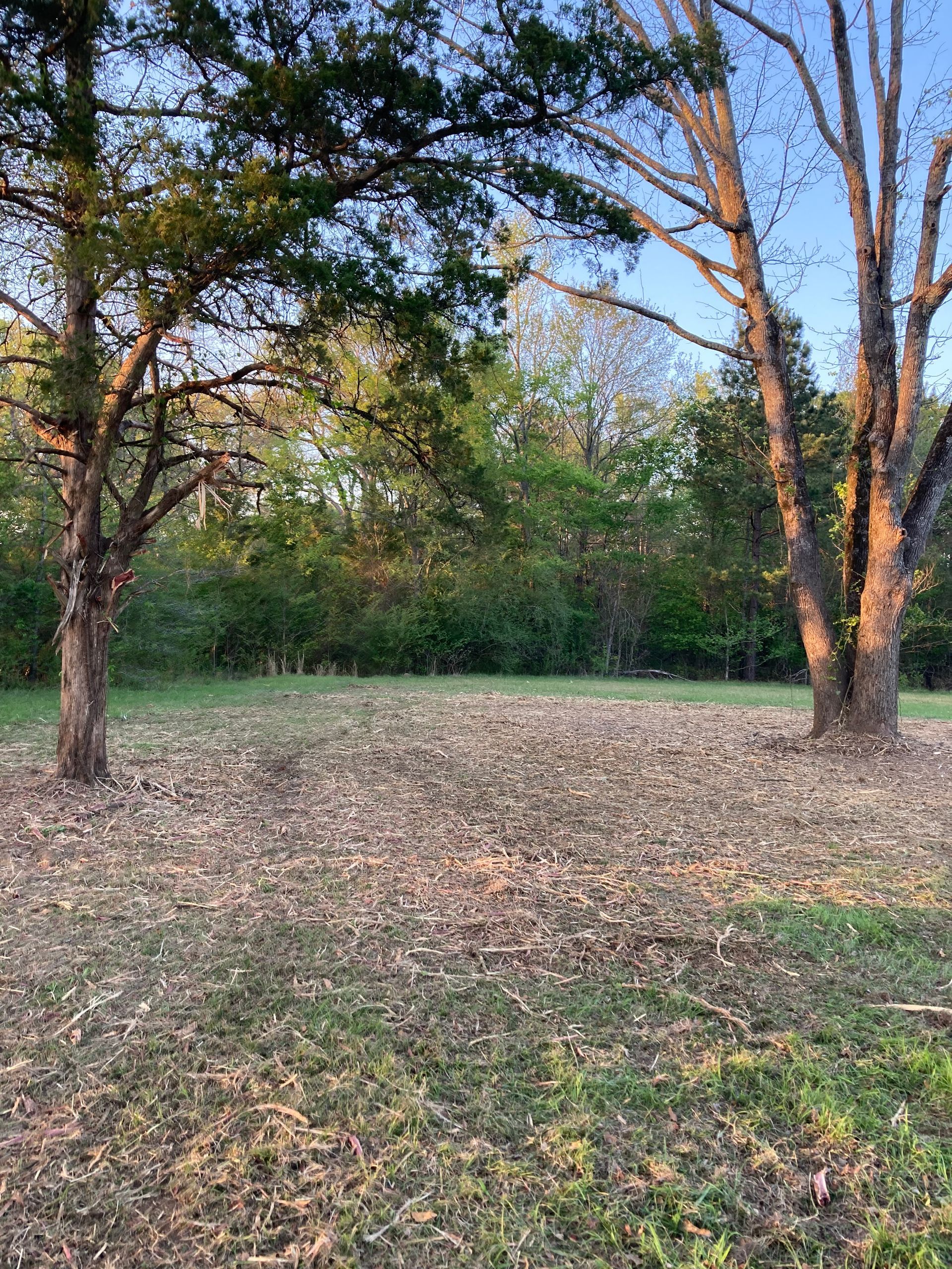 Two large trees frame a grassy yard covered in fallen leaves under a clear blue sky at sunset.