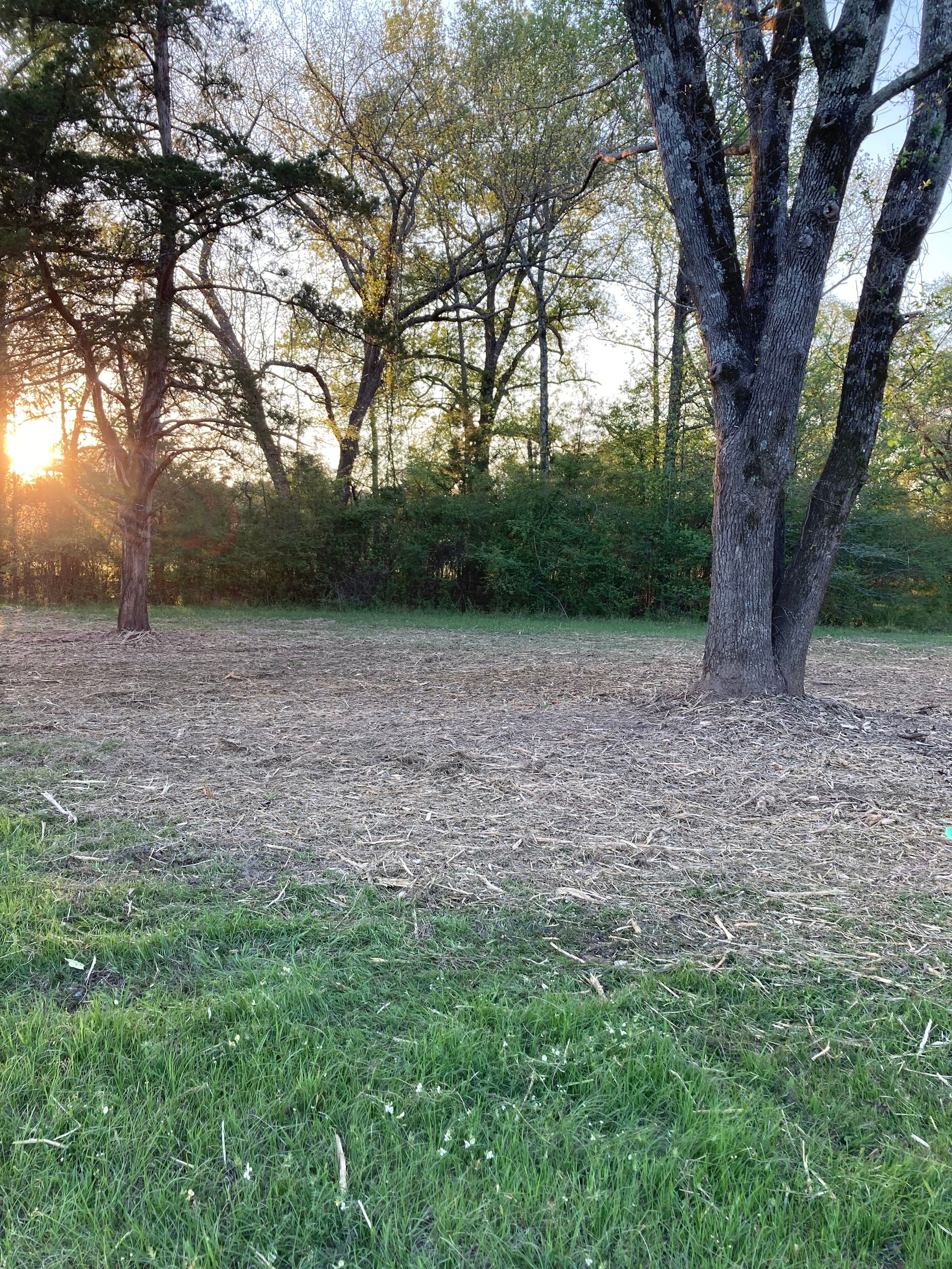 Sunset shines through trees onto a backyard lawn covered in brown autumn leaves.