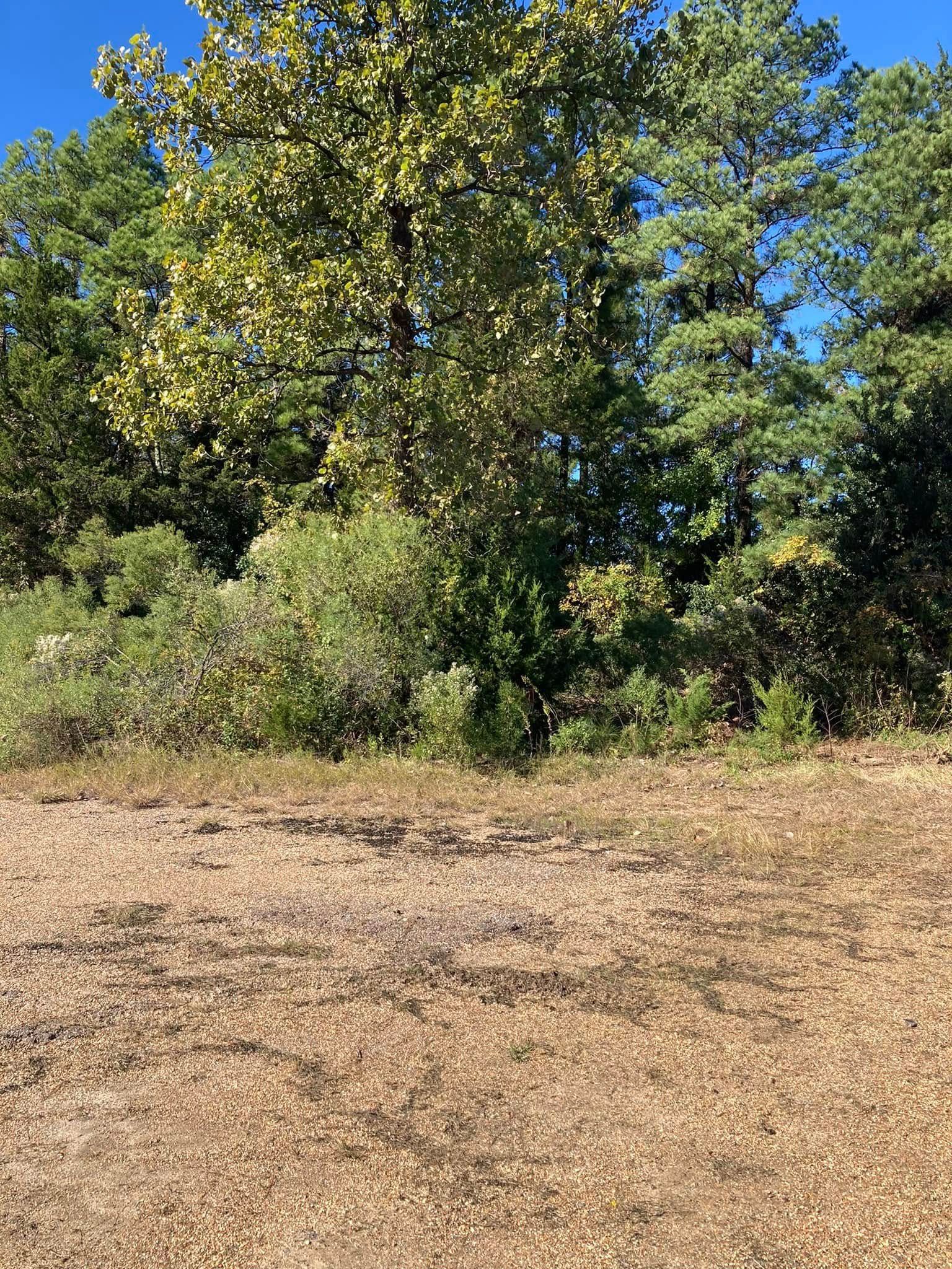 A patch of dry, brown ground in the foreground with a dense, green treeline under a bright blue sky in the background.
