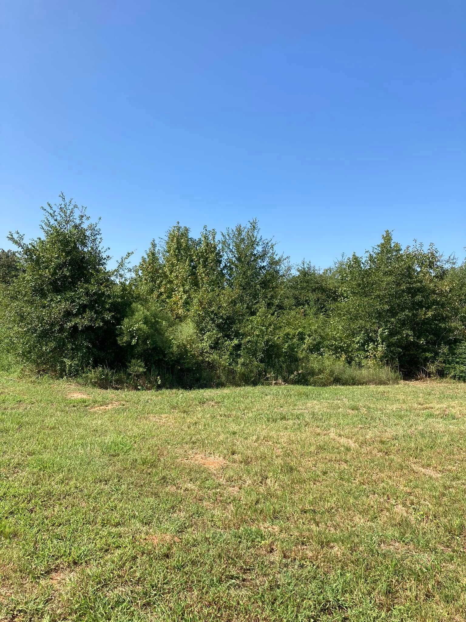A grassy field leads up to a dense thicket of green trees under a clear, bright blue sky.
