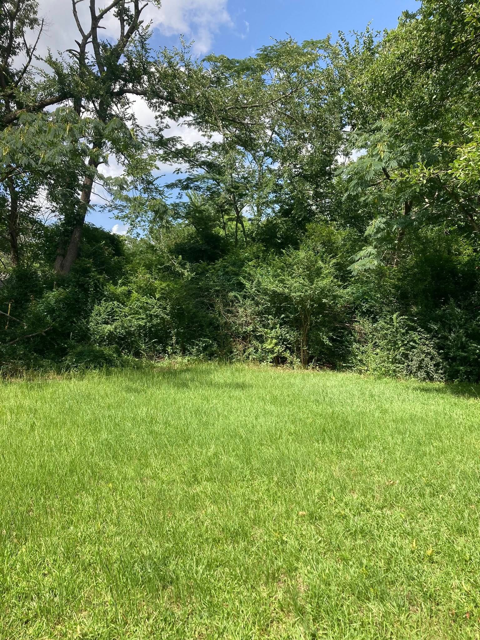 overgrown trees