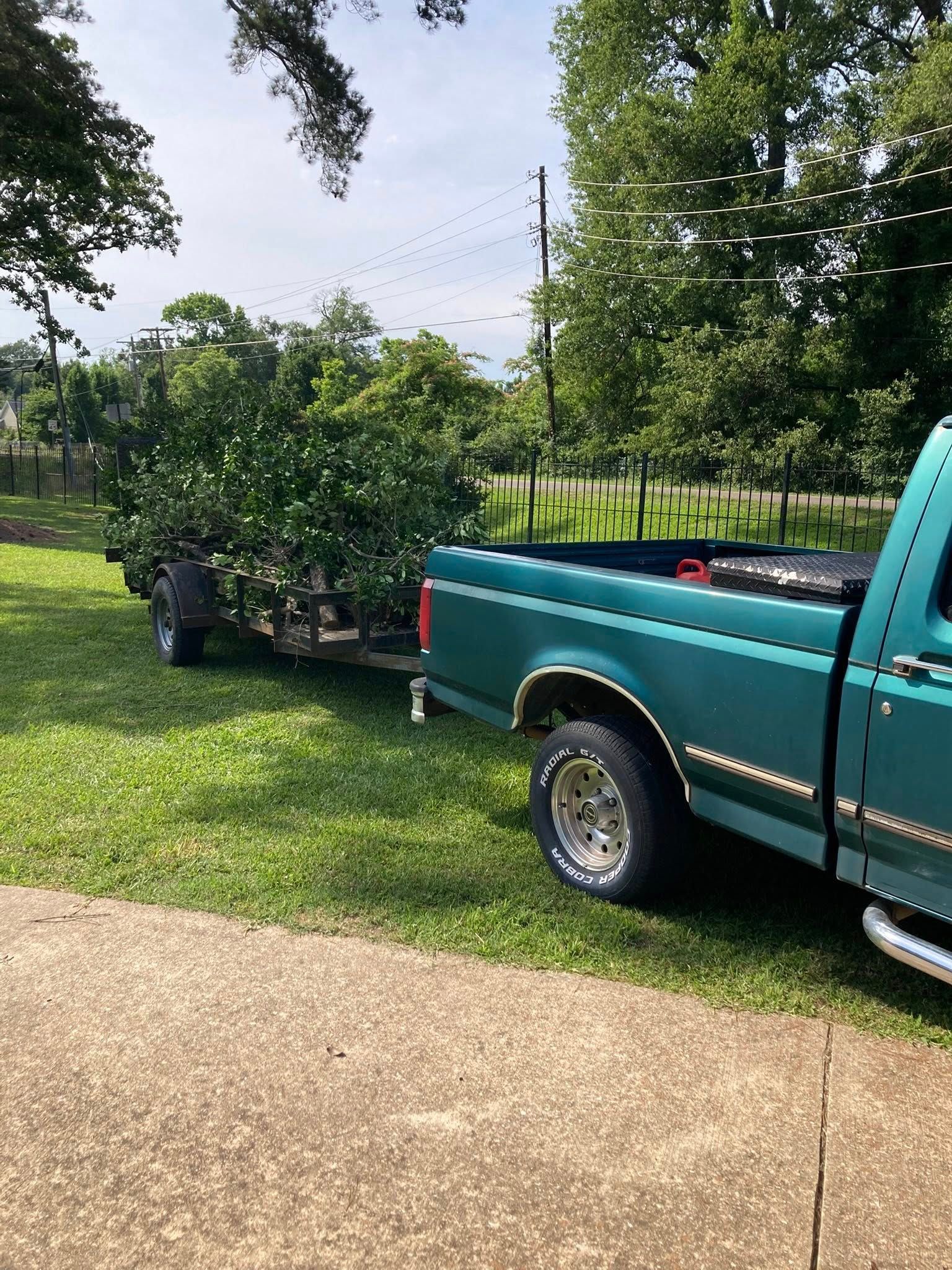 tree clearing in van