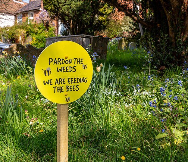 pardon the weeds we are saving the bees