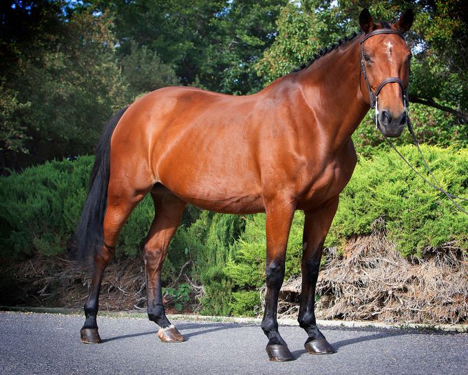 A brown horse is standing on the side of the road