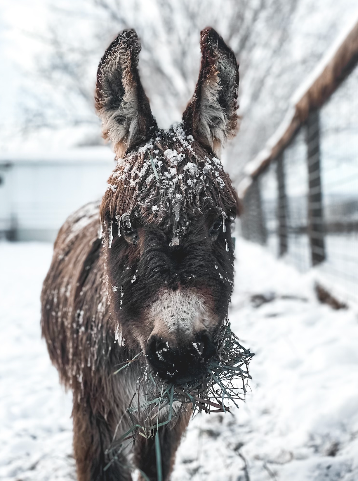 A donkey is standing in the snow eating grass.