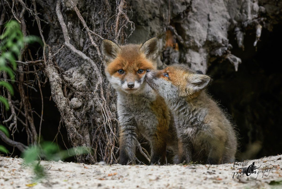 Rotfuchs Welpen vor dem Bau