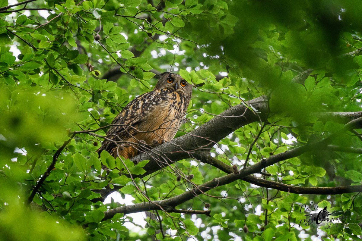 Uhu Weibchen