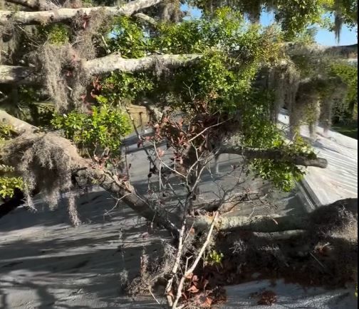 Emergency Tree Service Tampa Bradenton