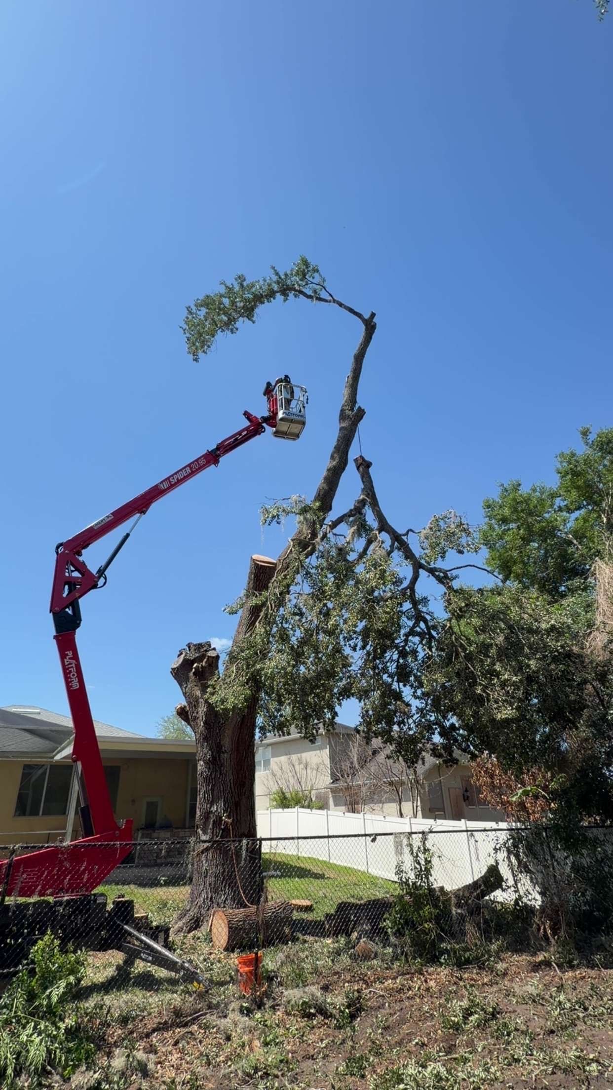 Tree Removal St. Petersburg Florida
