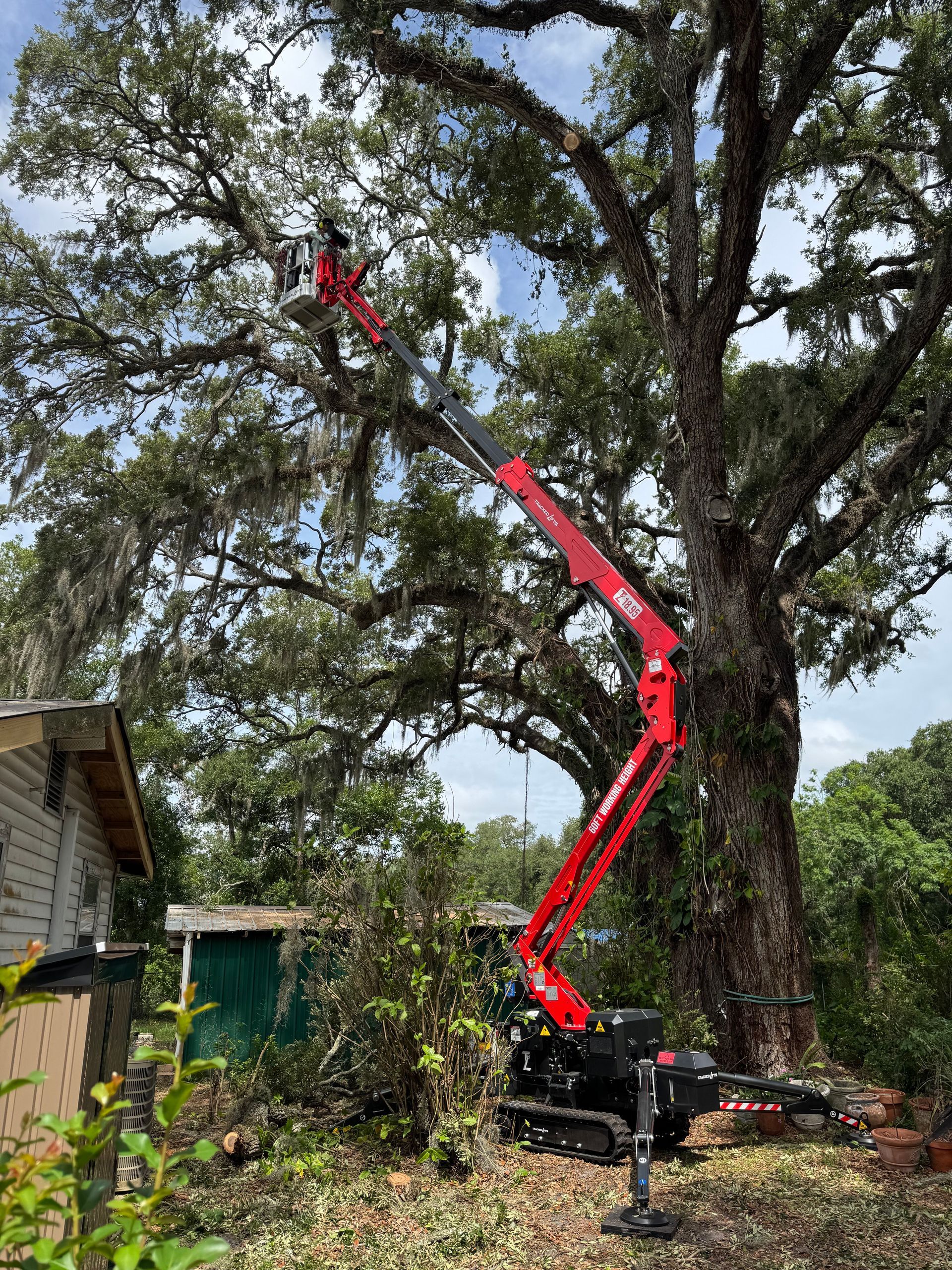 Tree Trimming Tampa Bradenton