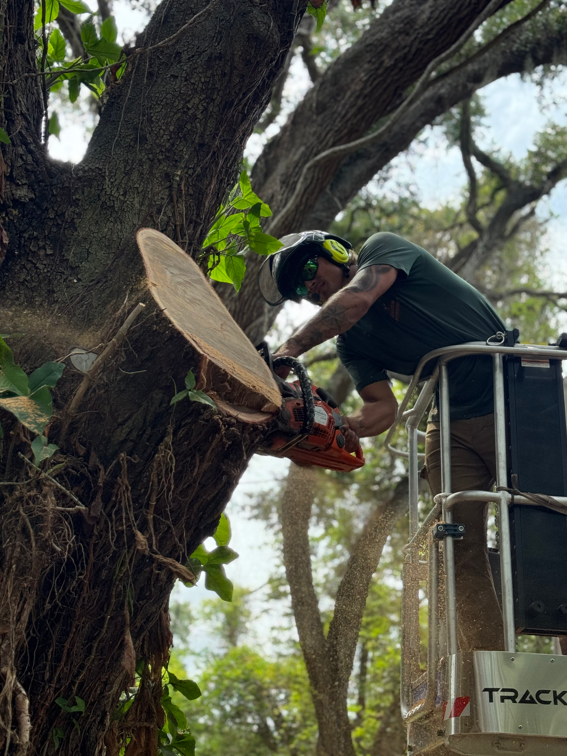 Tree Removal Bradenton