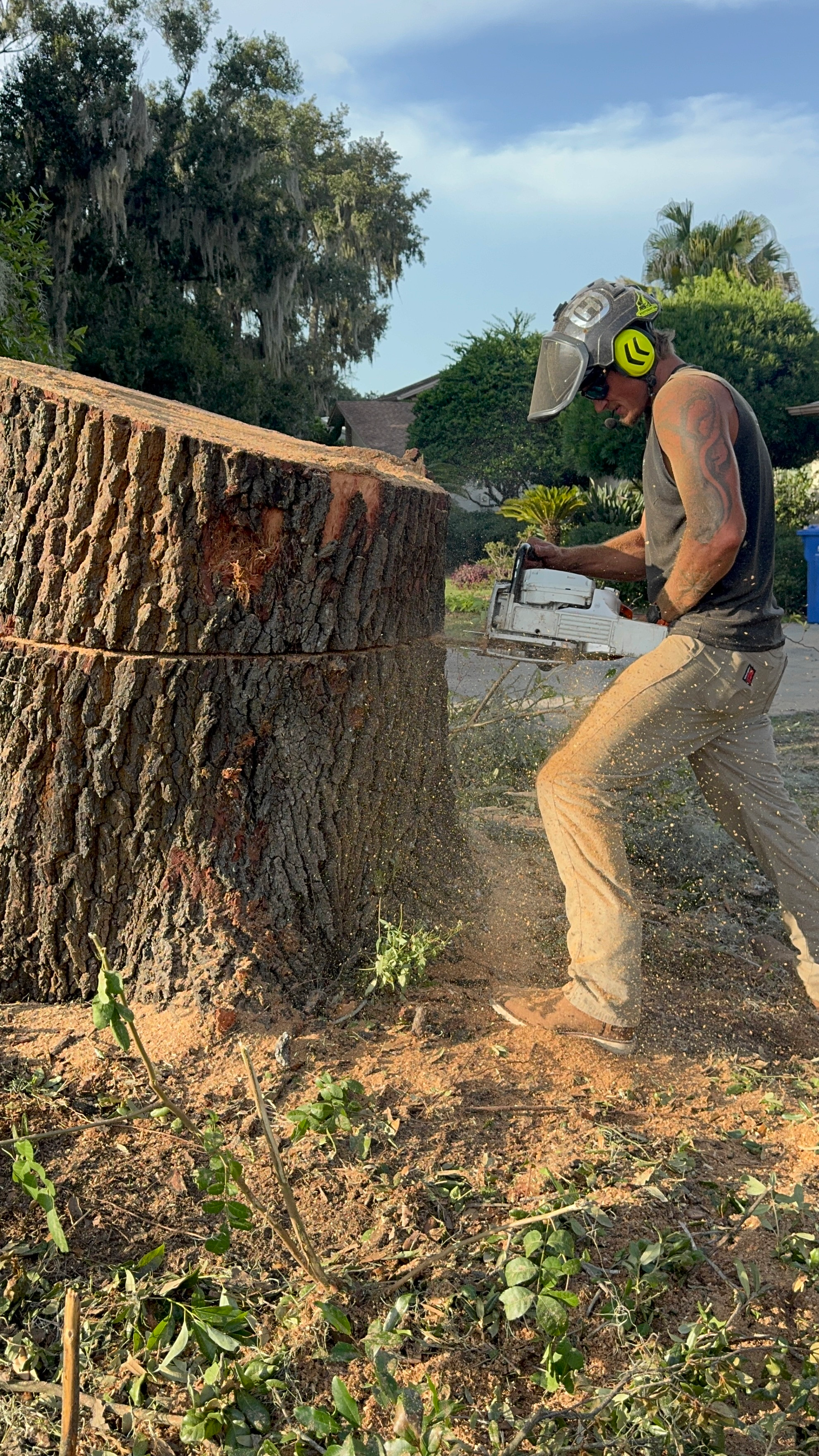 Tree Removal Tampa