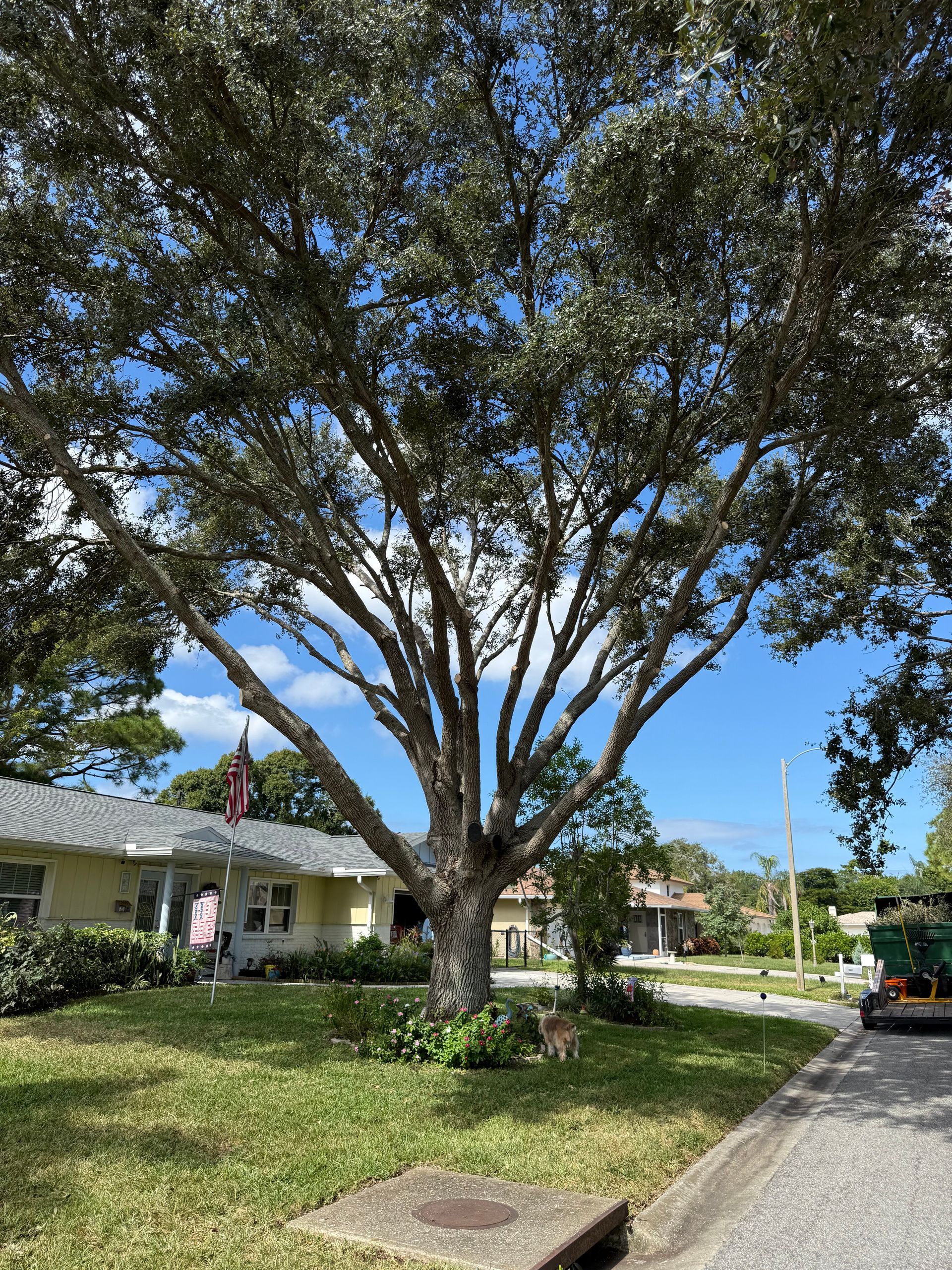 Tree Health Care Tampa Bradenton