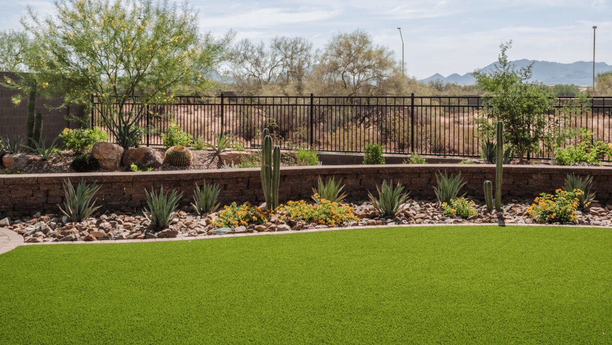 Landscaped backyard with green lawn, desert plants, stone border, and metal fence under a clear sky