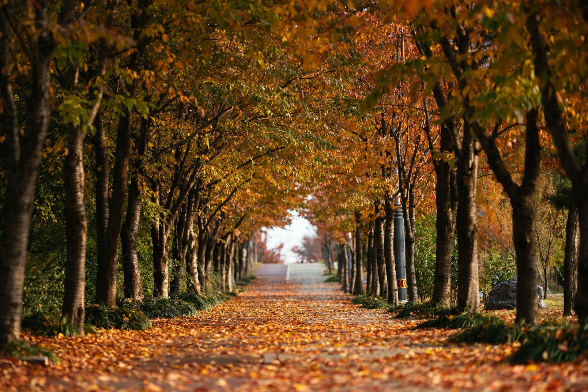 Autumn | Gilberts, IL | Crown Tree Care Inc.