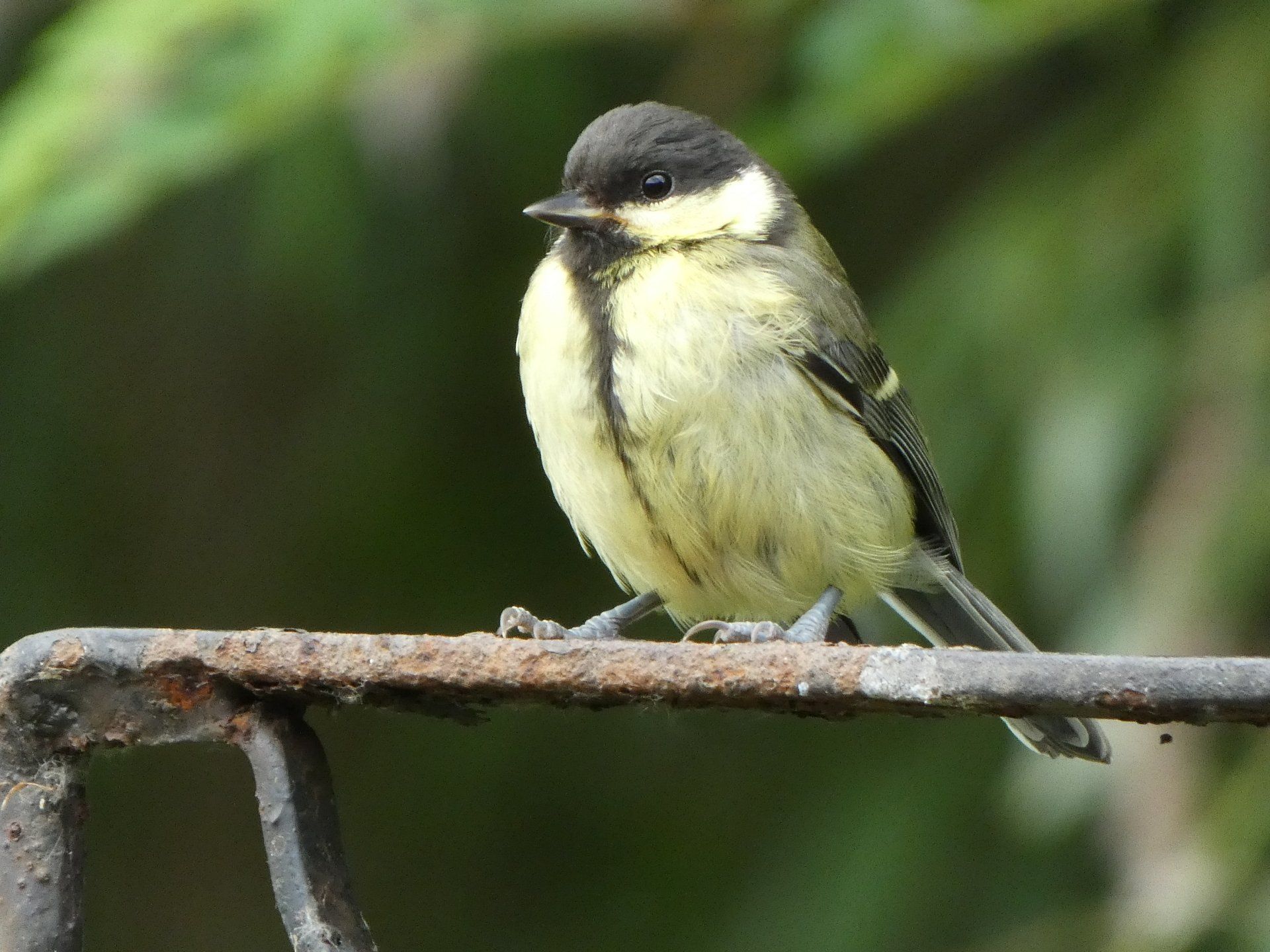 Great Tit at The Flowing Spring