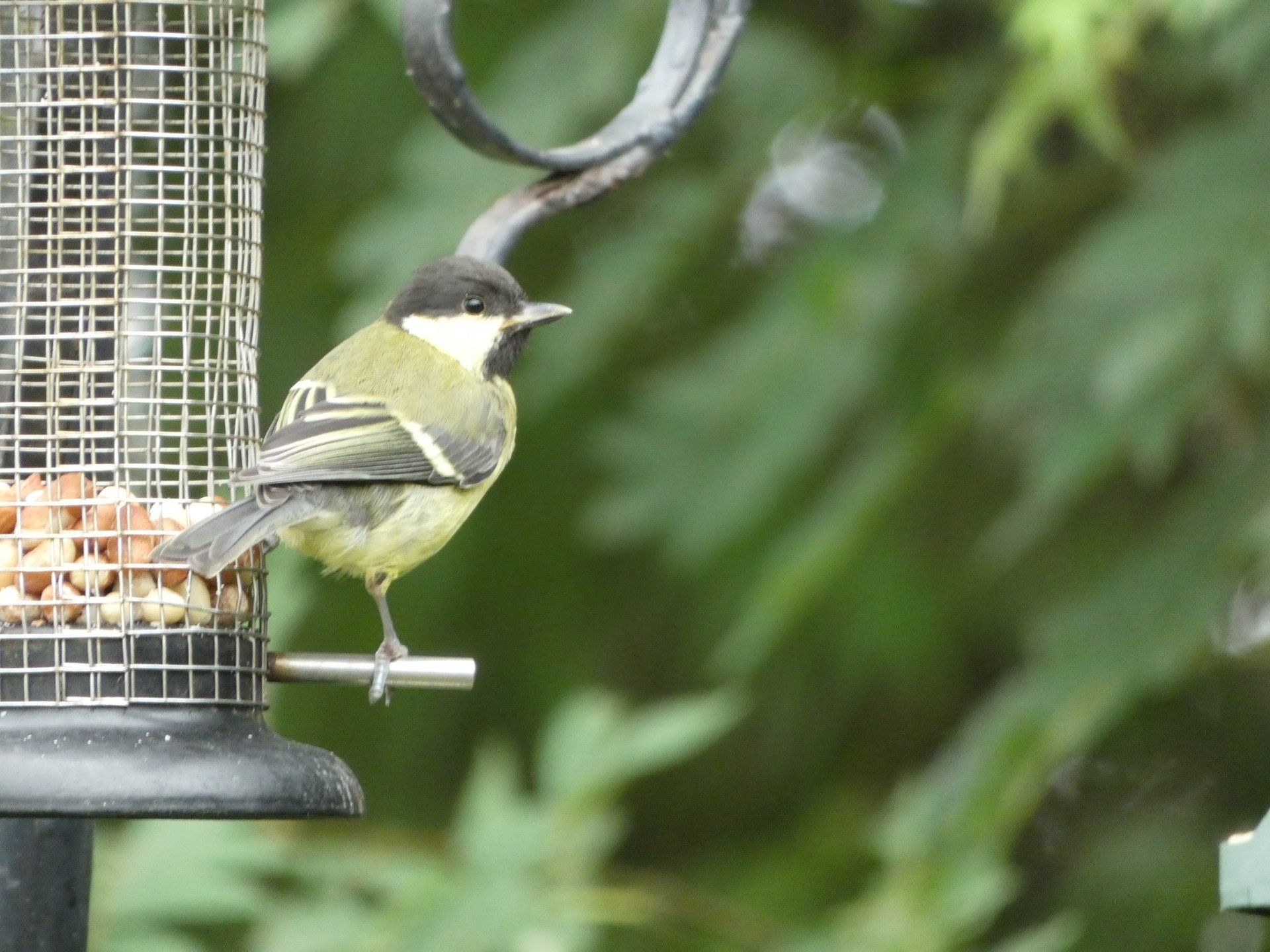 Great Tit at The Flowing Spring