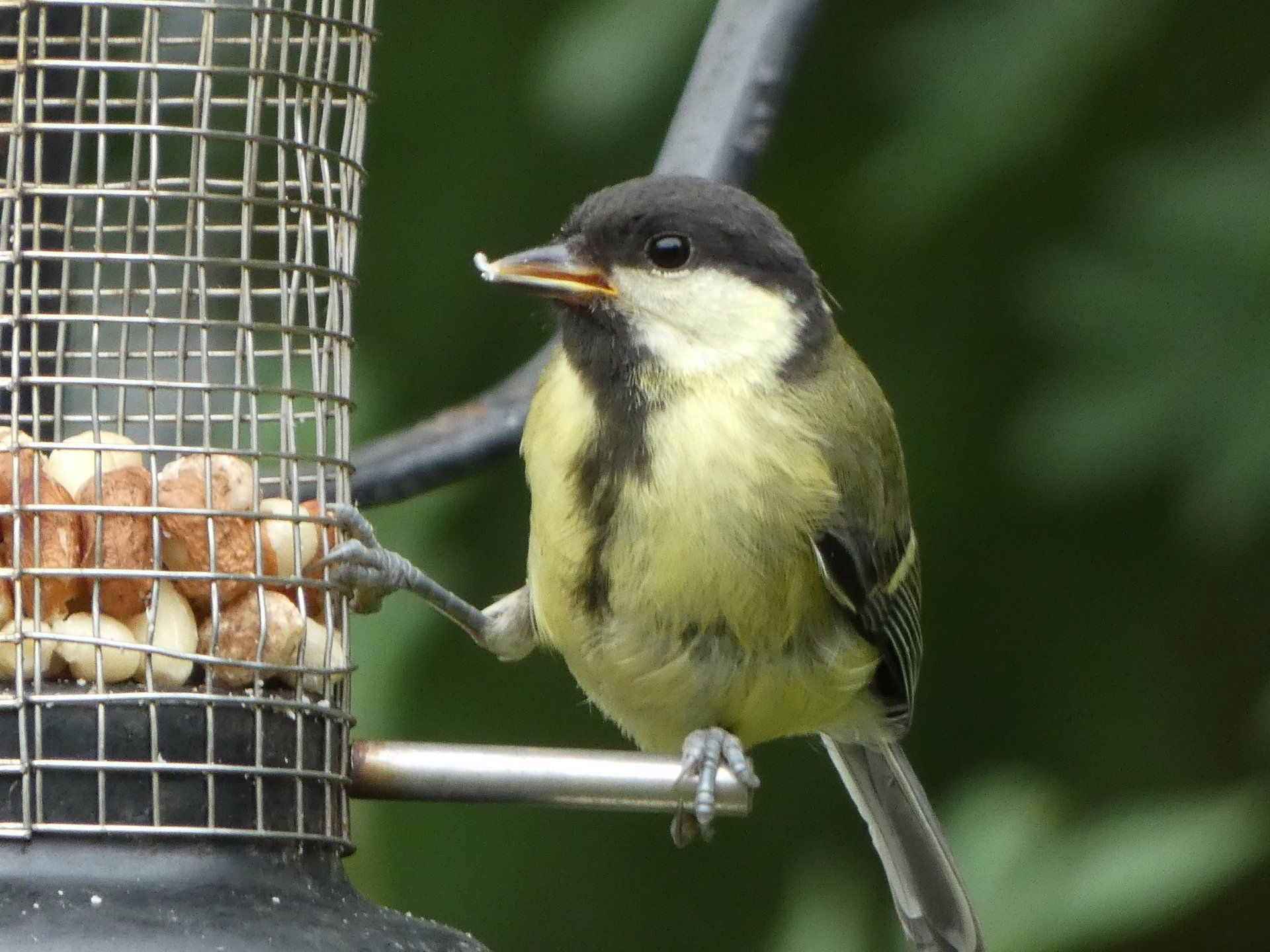 Great Tit at The Flowing Spring