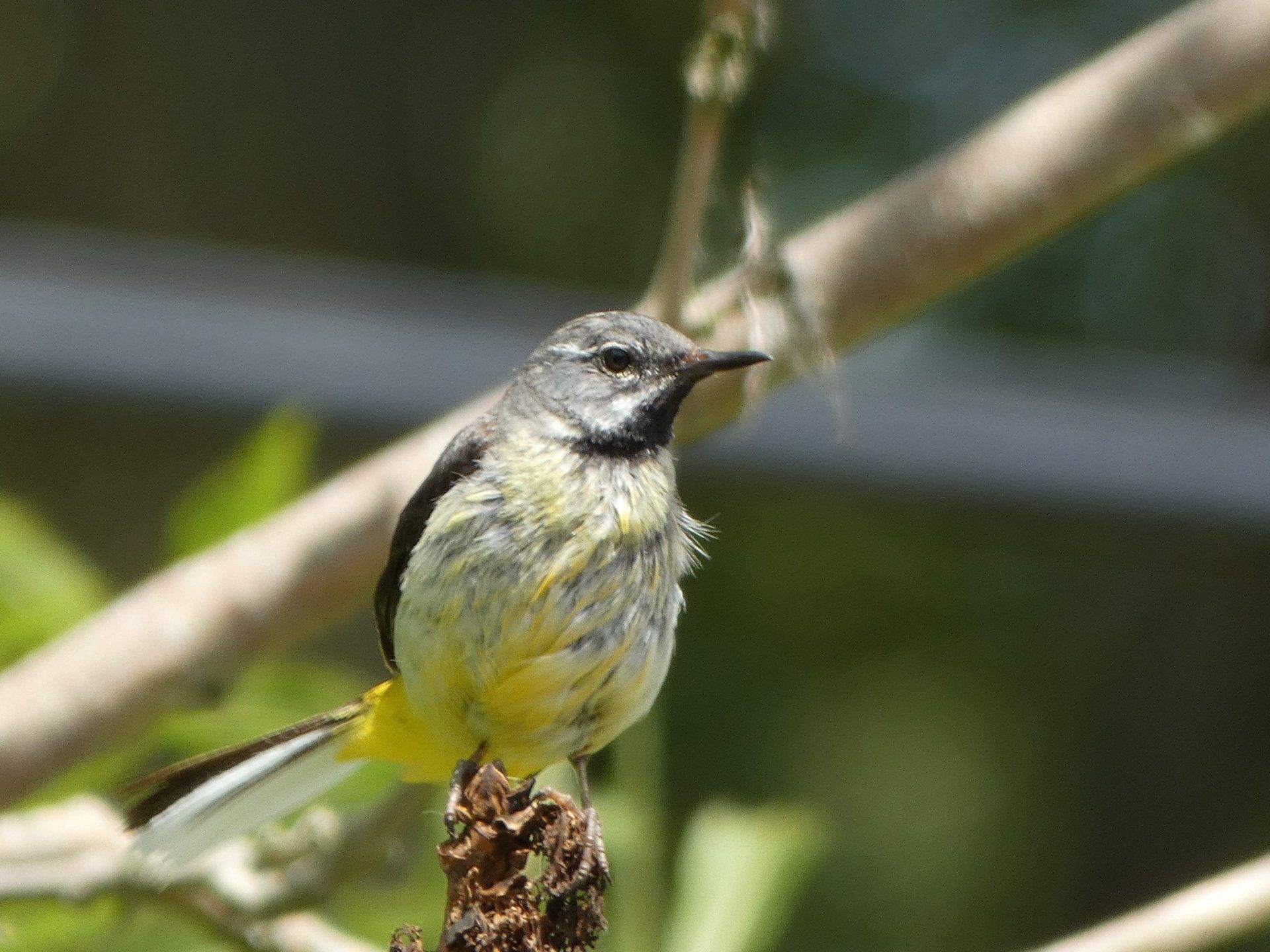 Grey Wagtail at The Flowing Spring