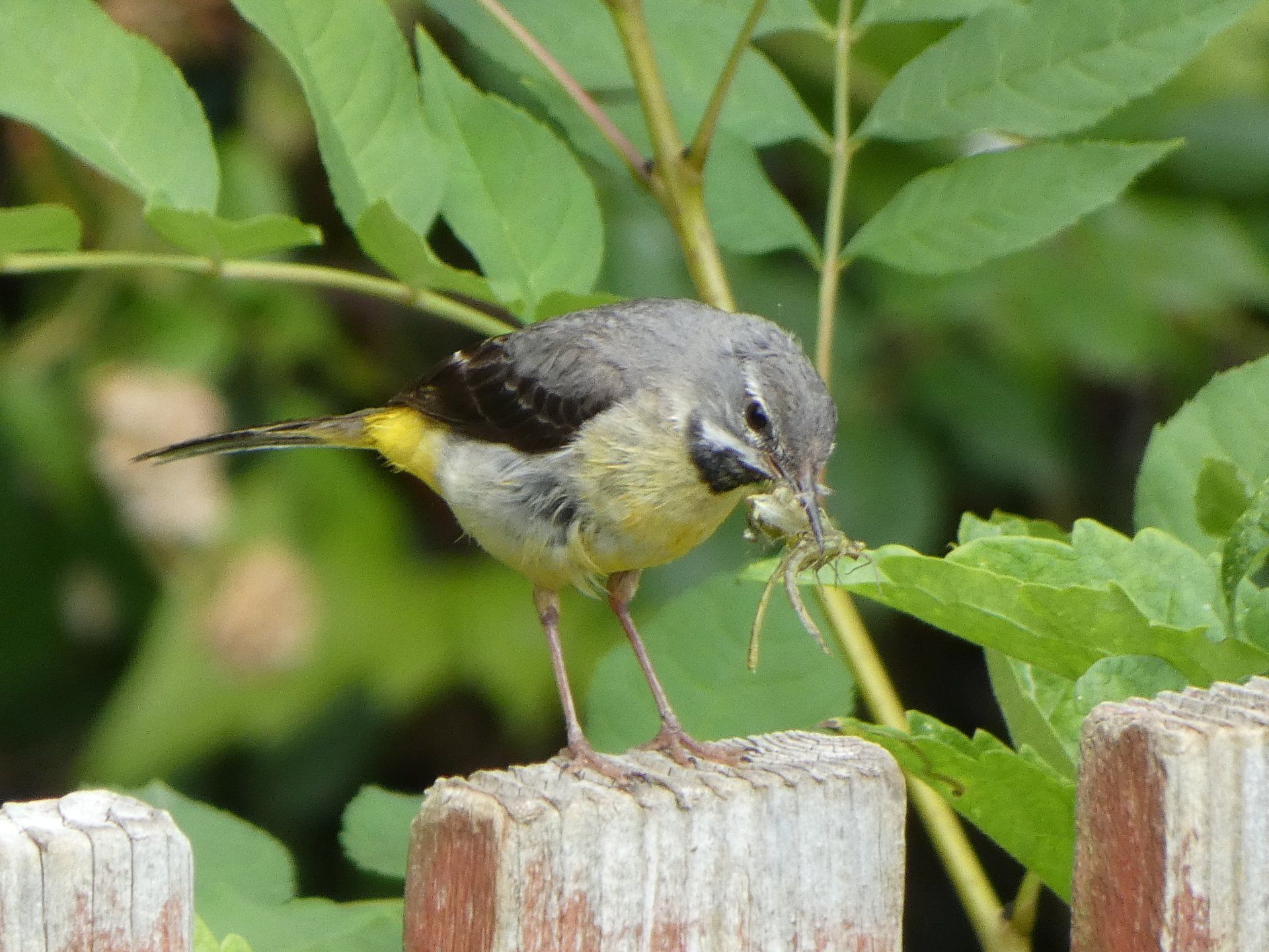 Grey Wagtail at The Flowing Spring