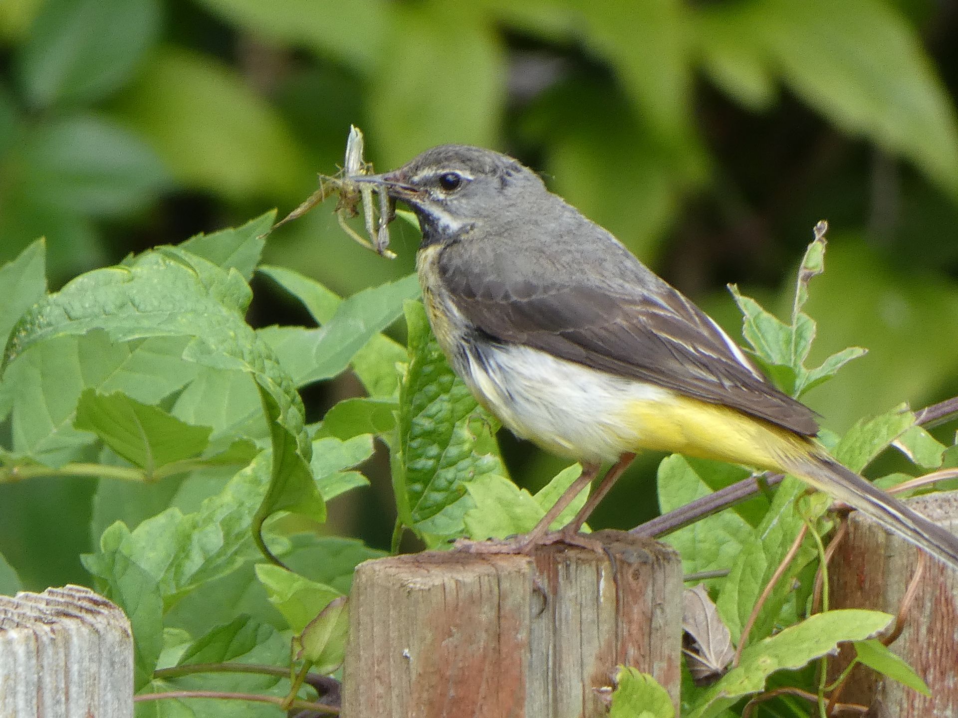 Grey Wagtail at The Flowing Spring