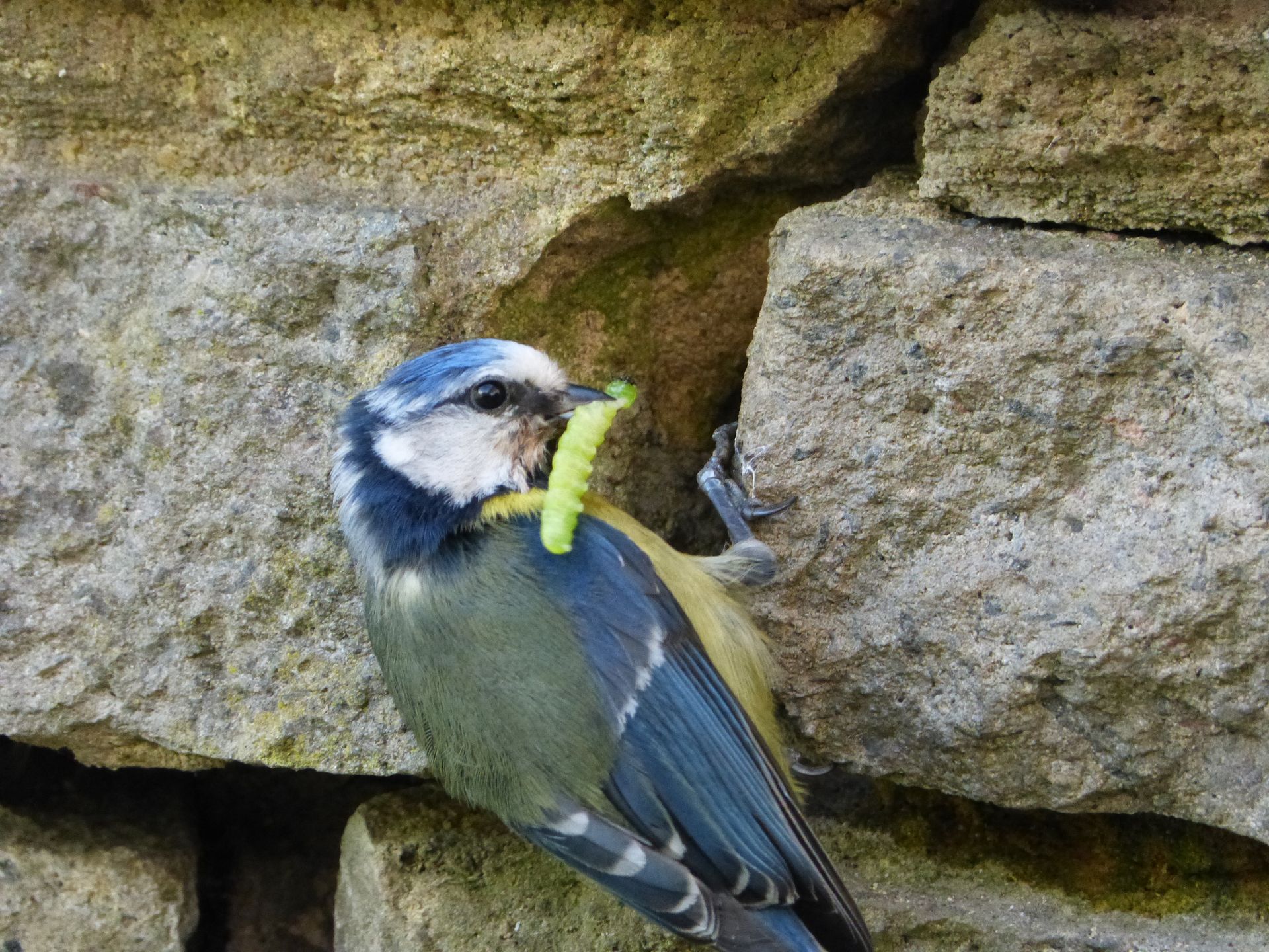 Blue Tits fledging at The Flowing Spring