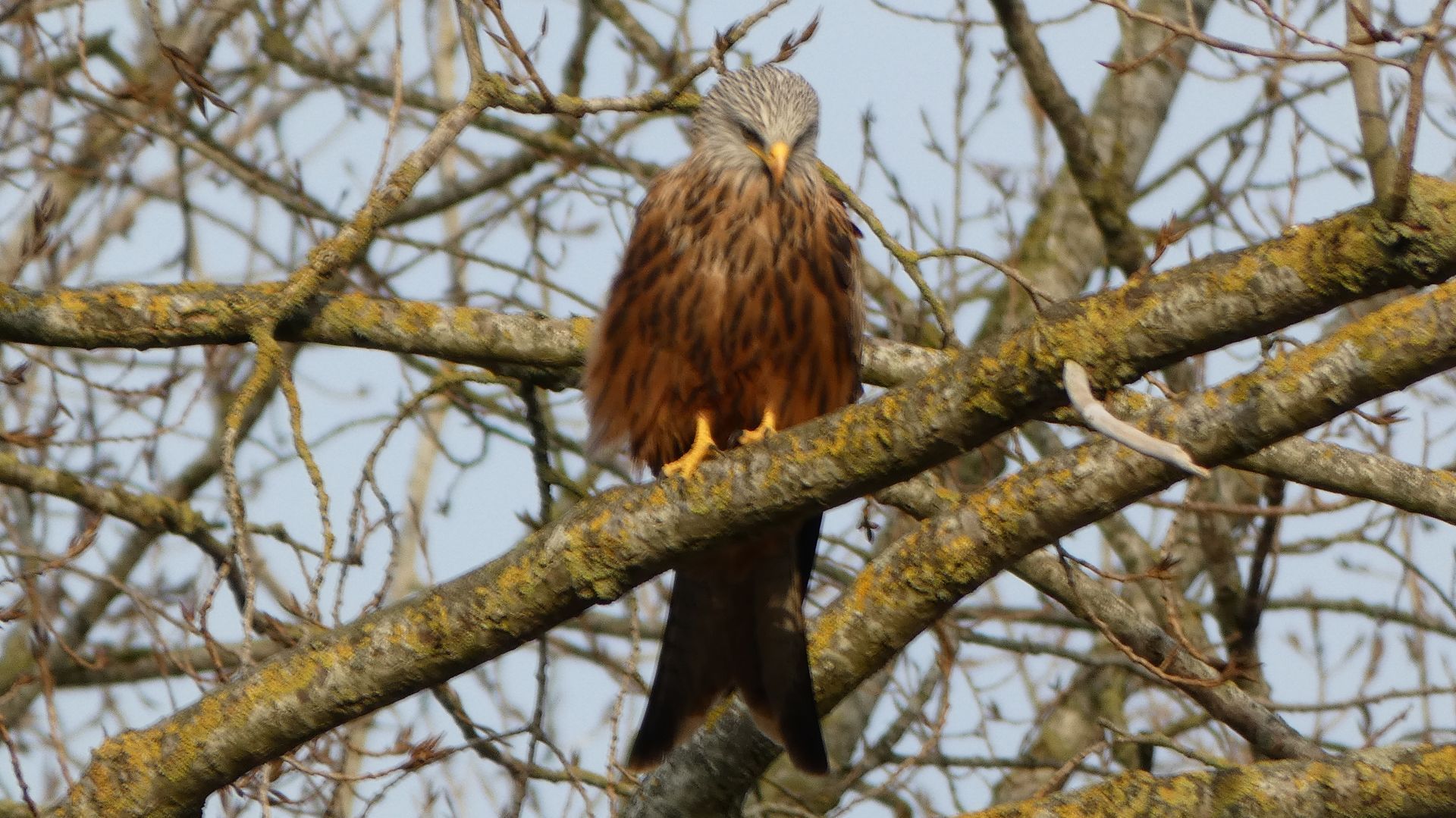 Red Kite at The Flowing Spring