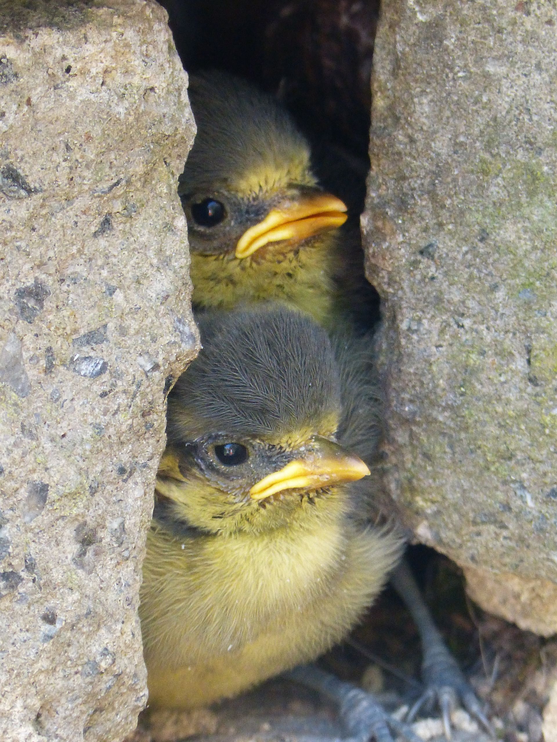 Blue Tits fledging at The Flowing Spring