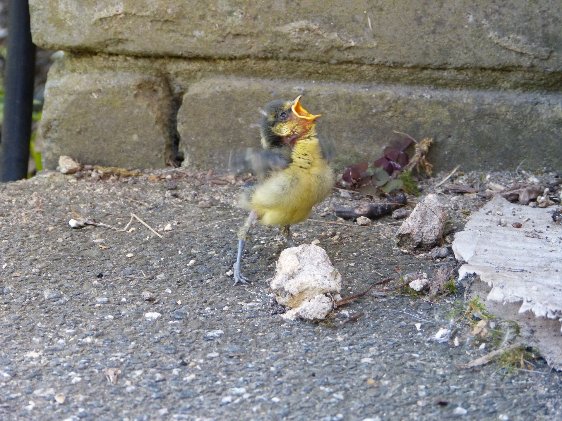 Blue Tits fledging at The Flowing Spring
