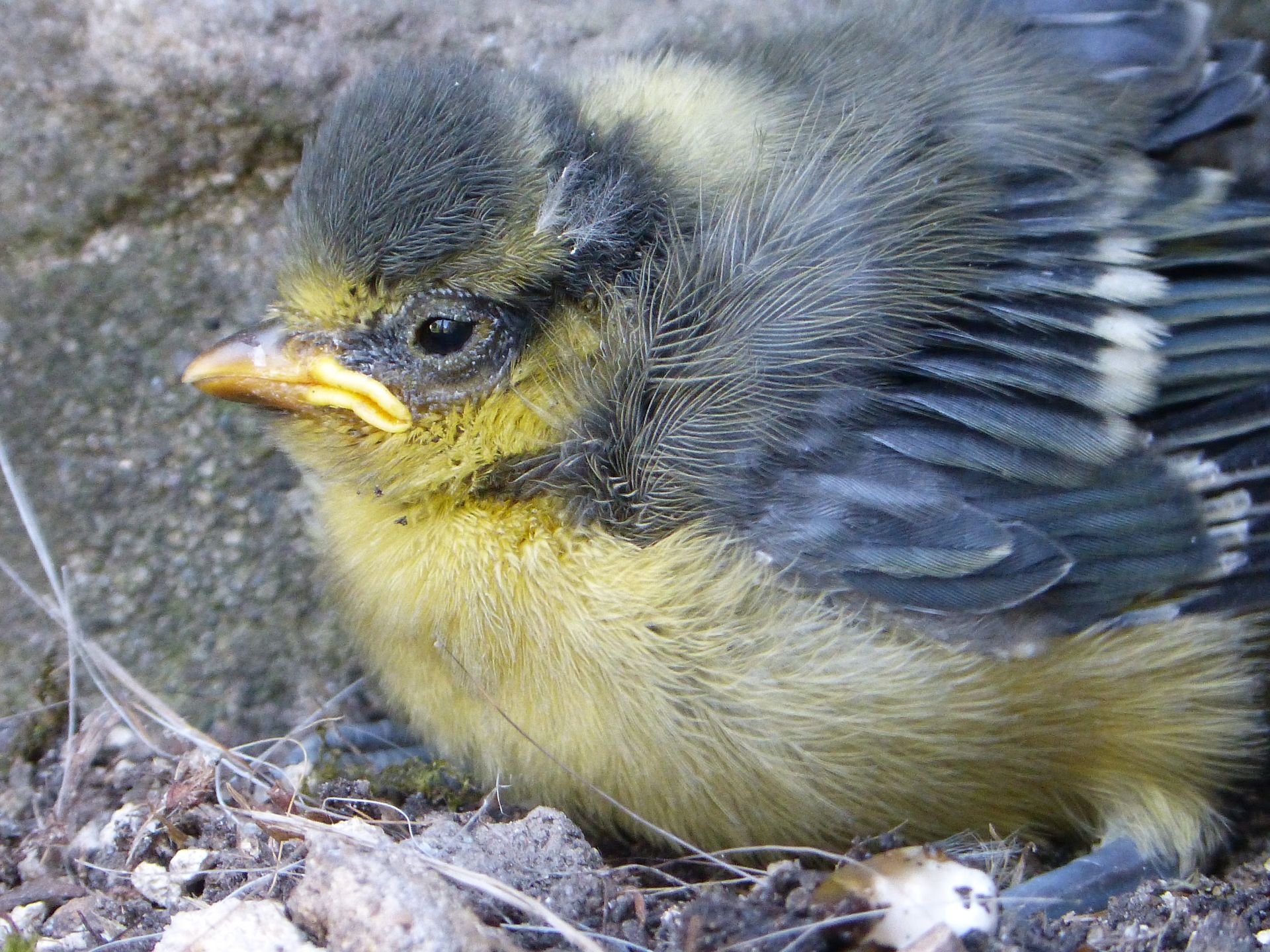 Blue Tits fledging at The Flowing Spring