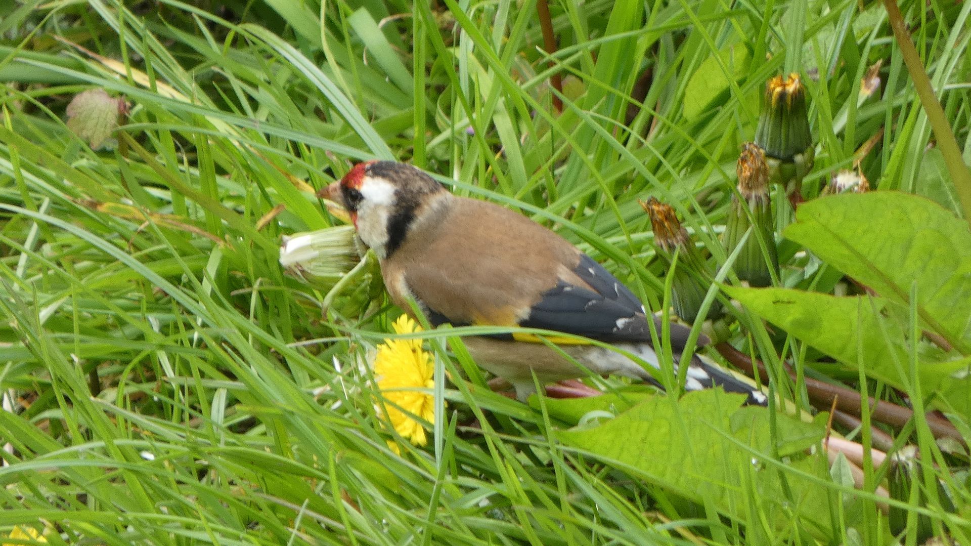 Goldfinch at The Flowing Spring