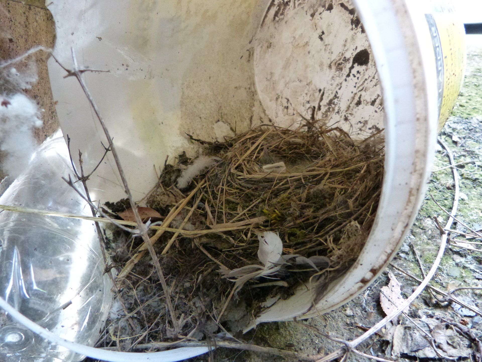 Grey Wagtail nest at The Flowing Spring