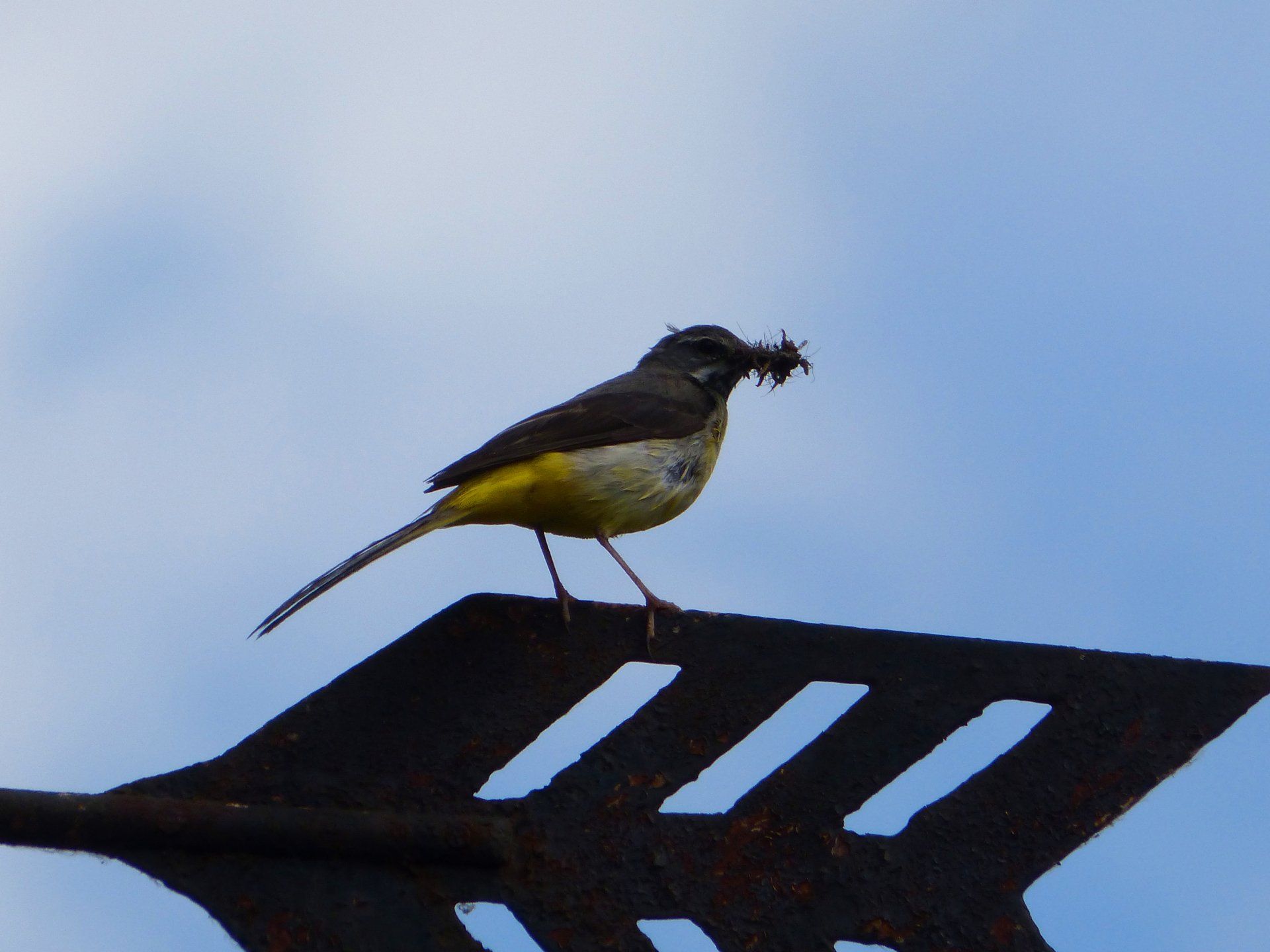Grey Wagtail at The Flowing Spring