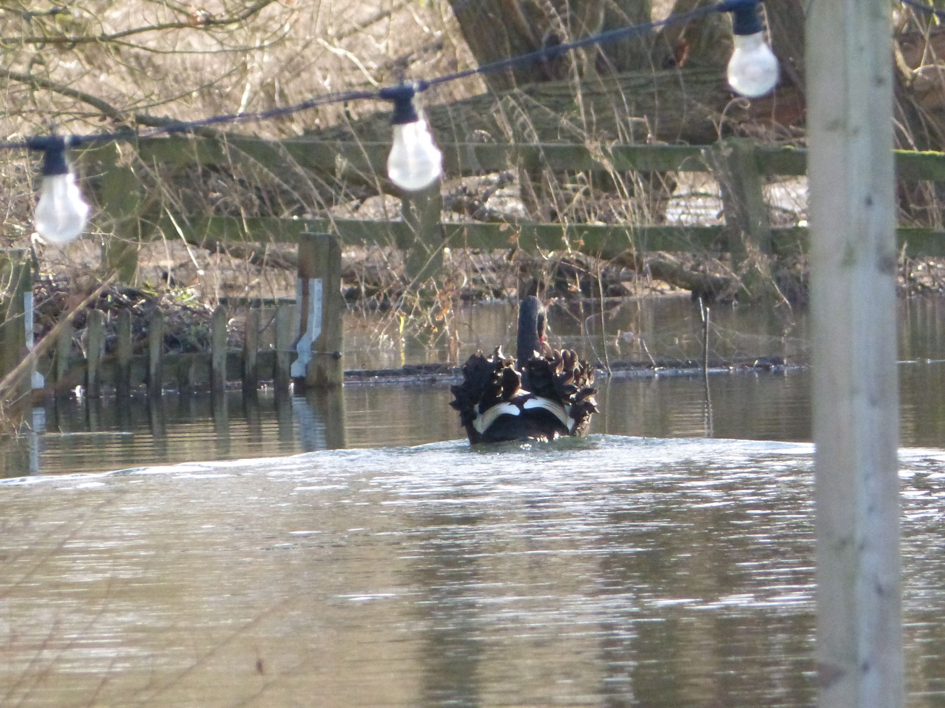 Black Swan at The Flowing Spring
