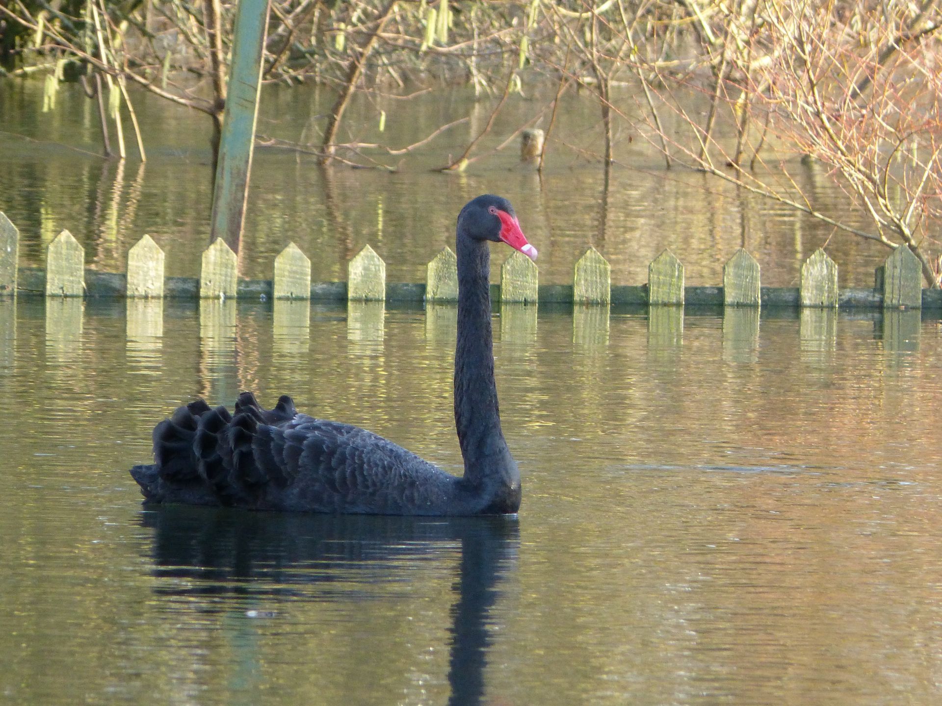 Black Swan at The Flowing Spring