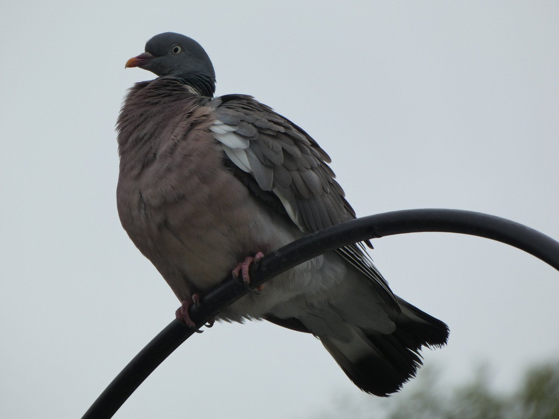 Pigeon at The Flowing Spring