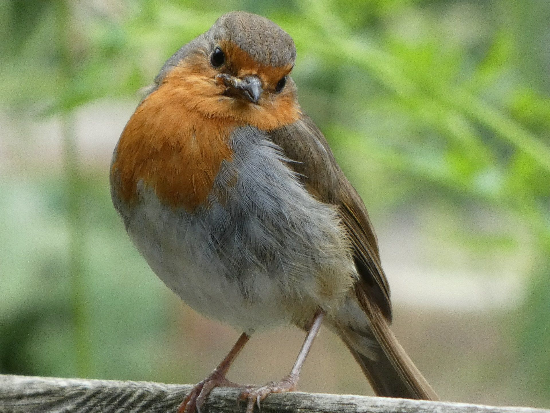 Robin at The Flowing Spring