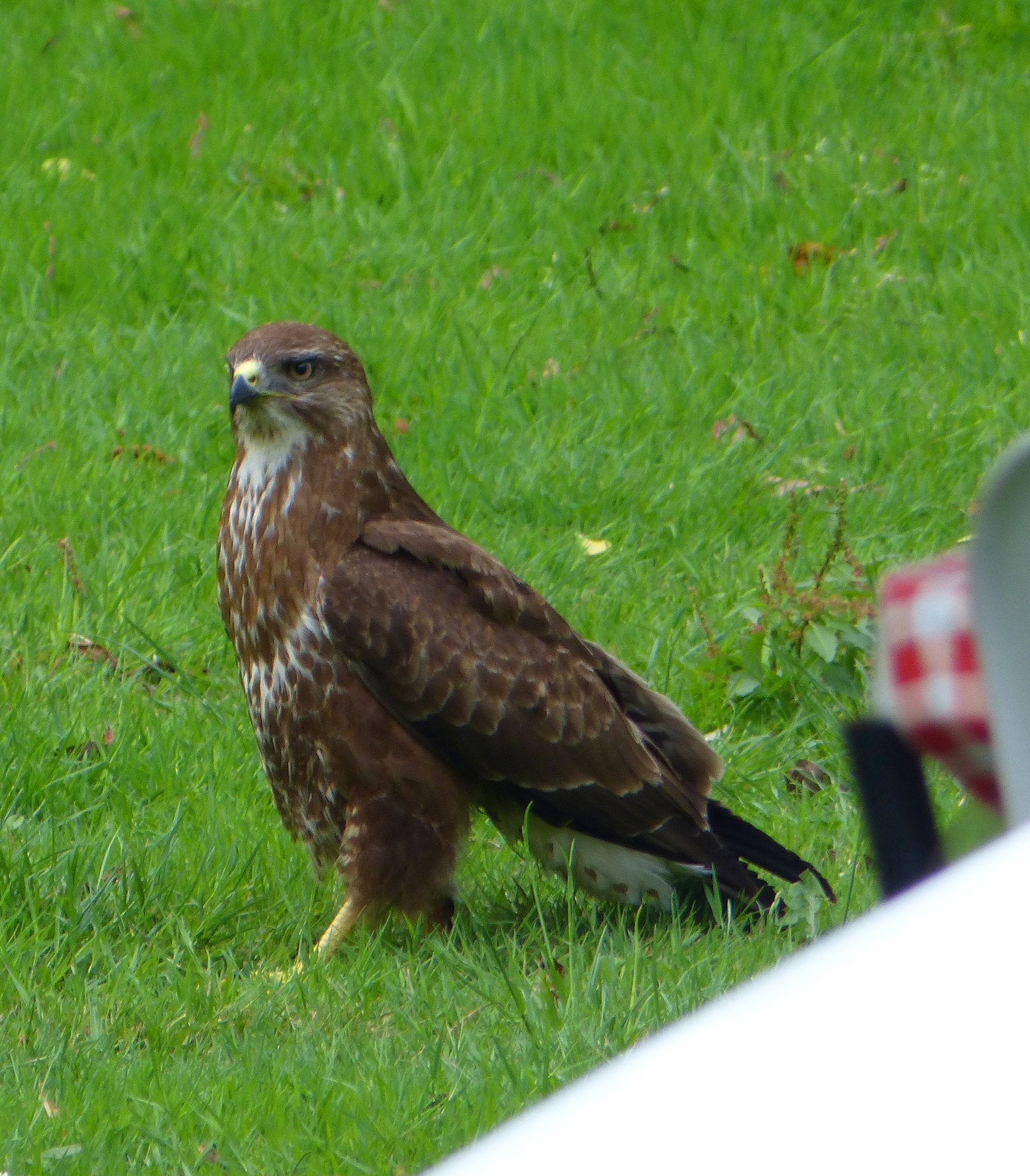Common Buzzard at The Flowing Spring