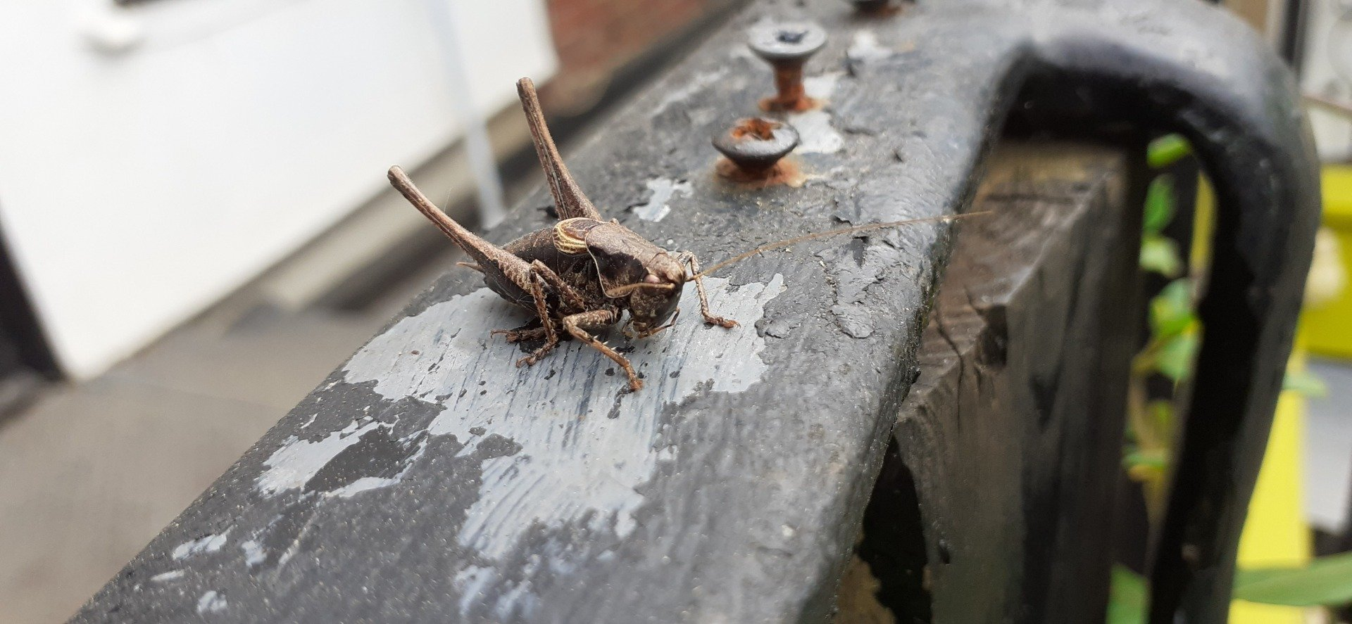 A cricket at The Flowing Spring