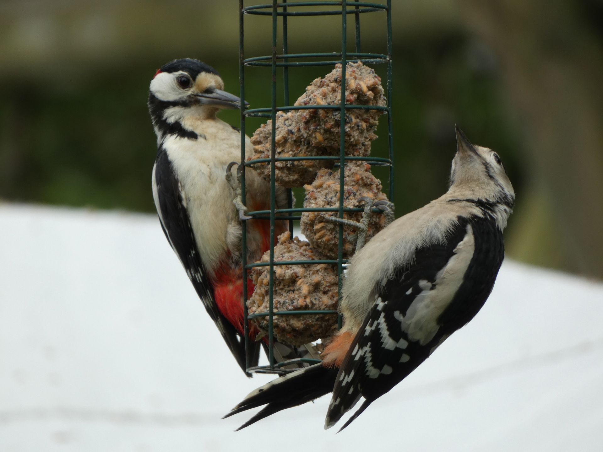 Great Spotted Woodpeckers at The Flowing Spring
