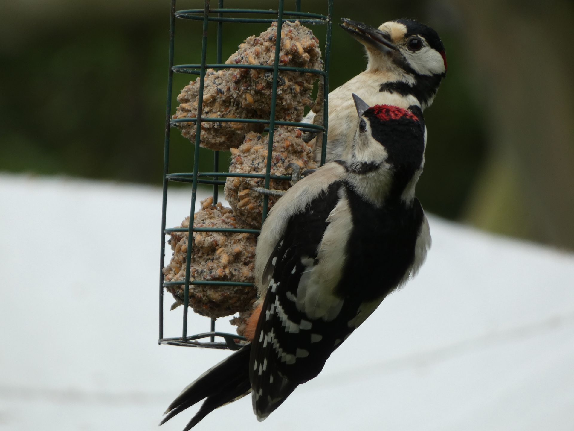 Great Spotted Woodpeckers at The Flowing Spring