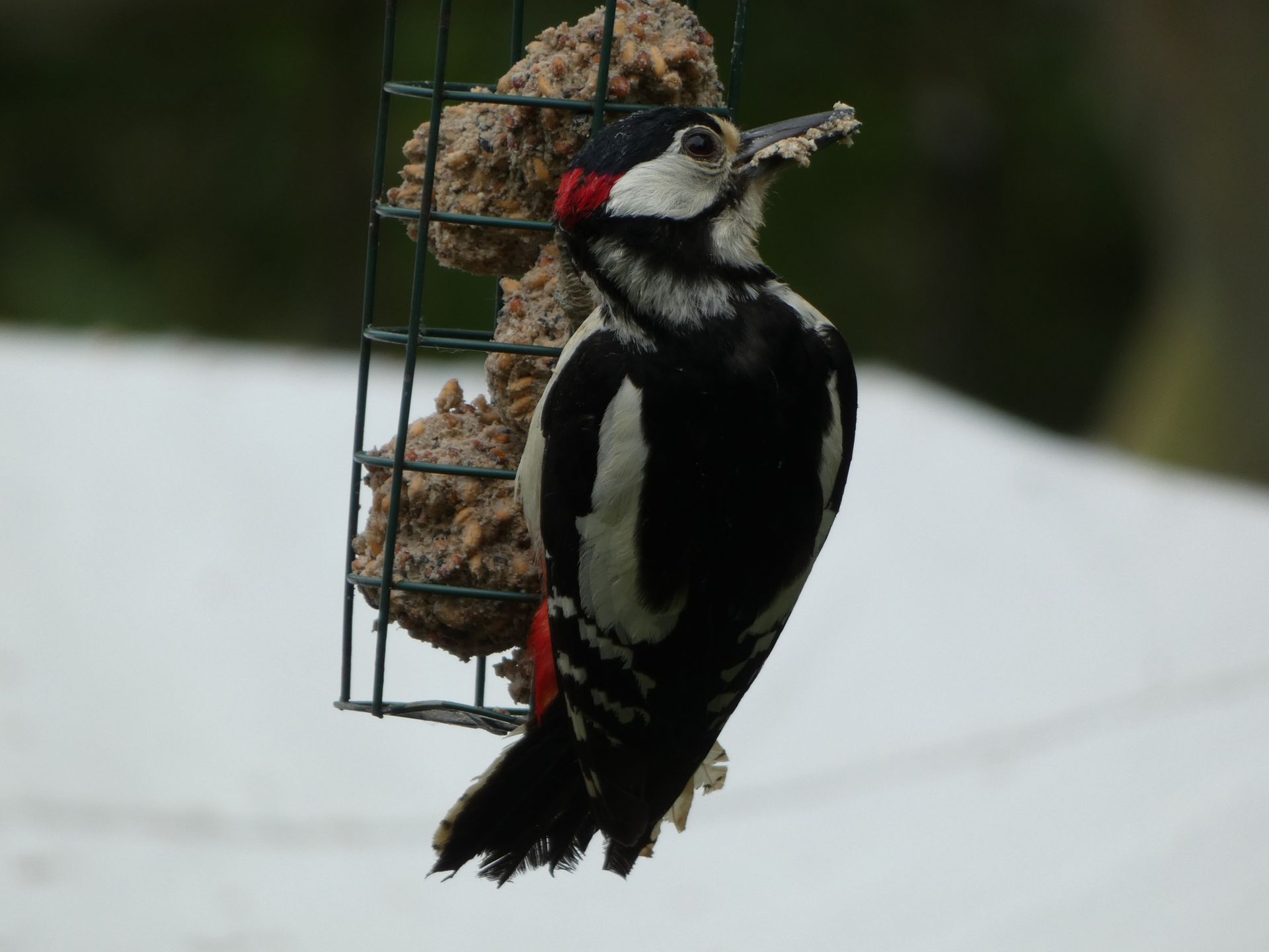 Great Spotted Woodpeckers at The Flowing Spring