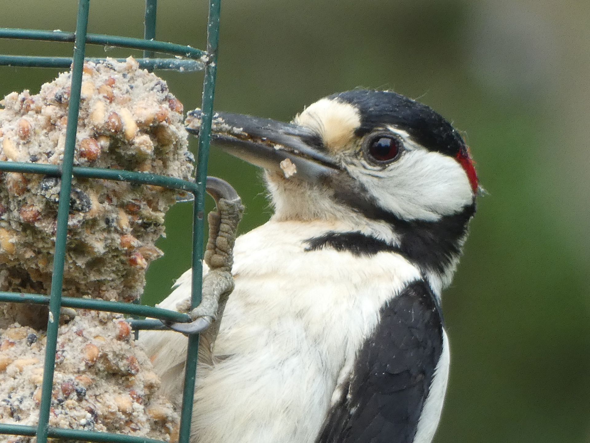 Great Spotted Woodpeckers at The Flowing Spring