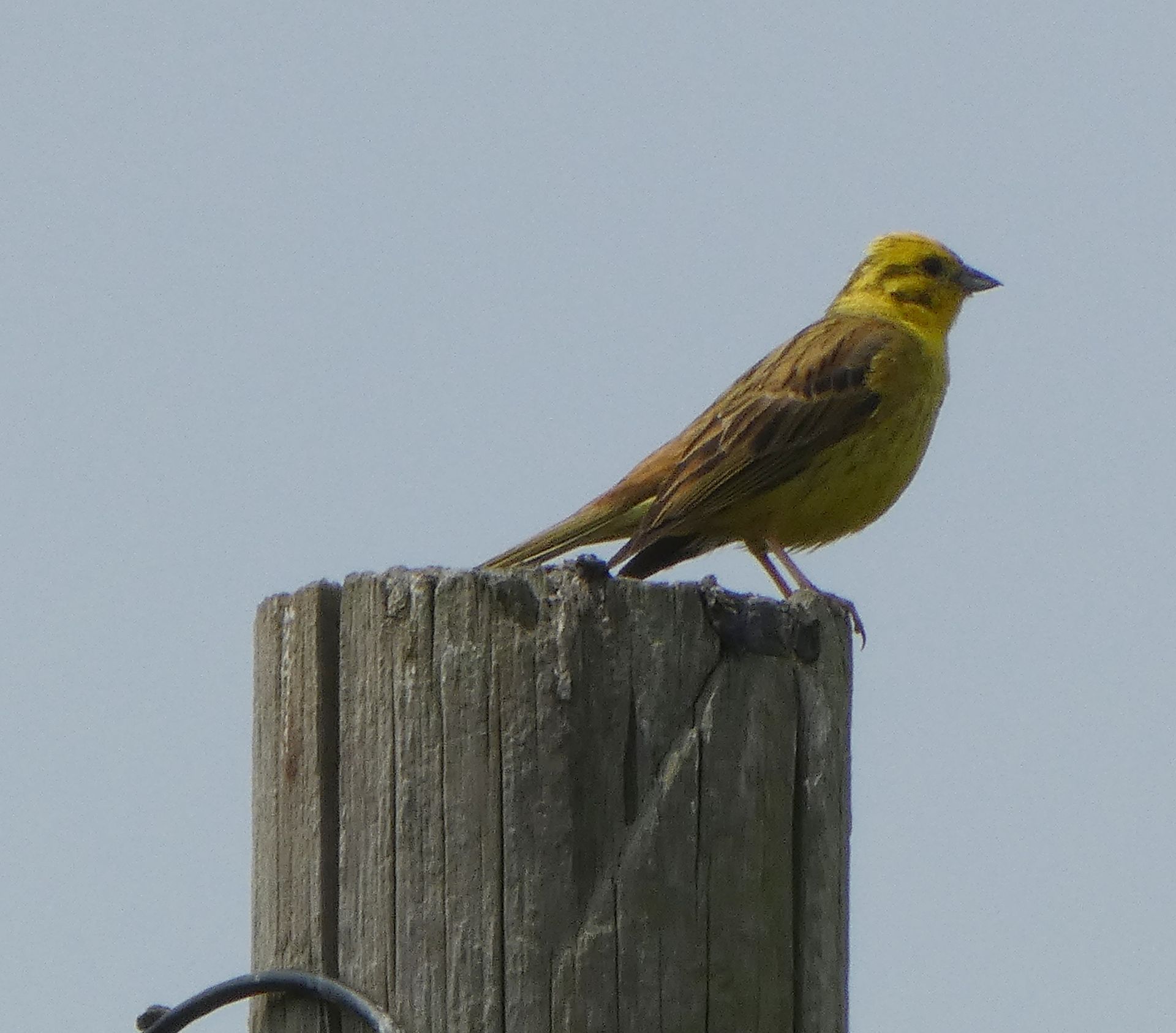 Yellowhammer at The Flowing Spring