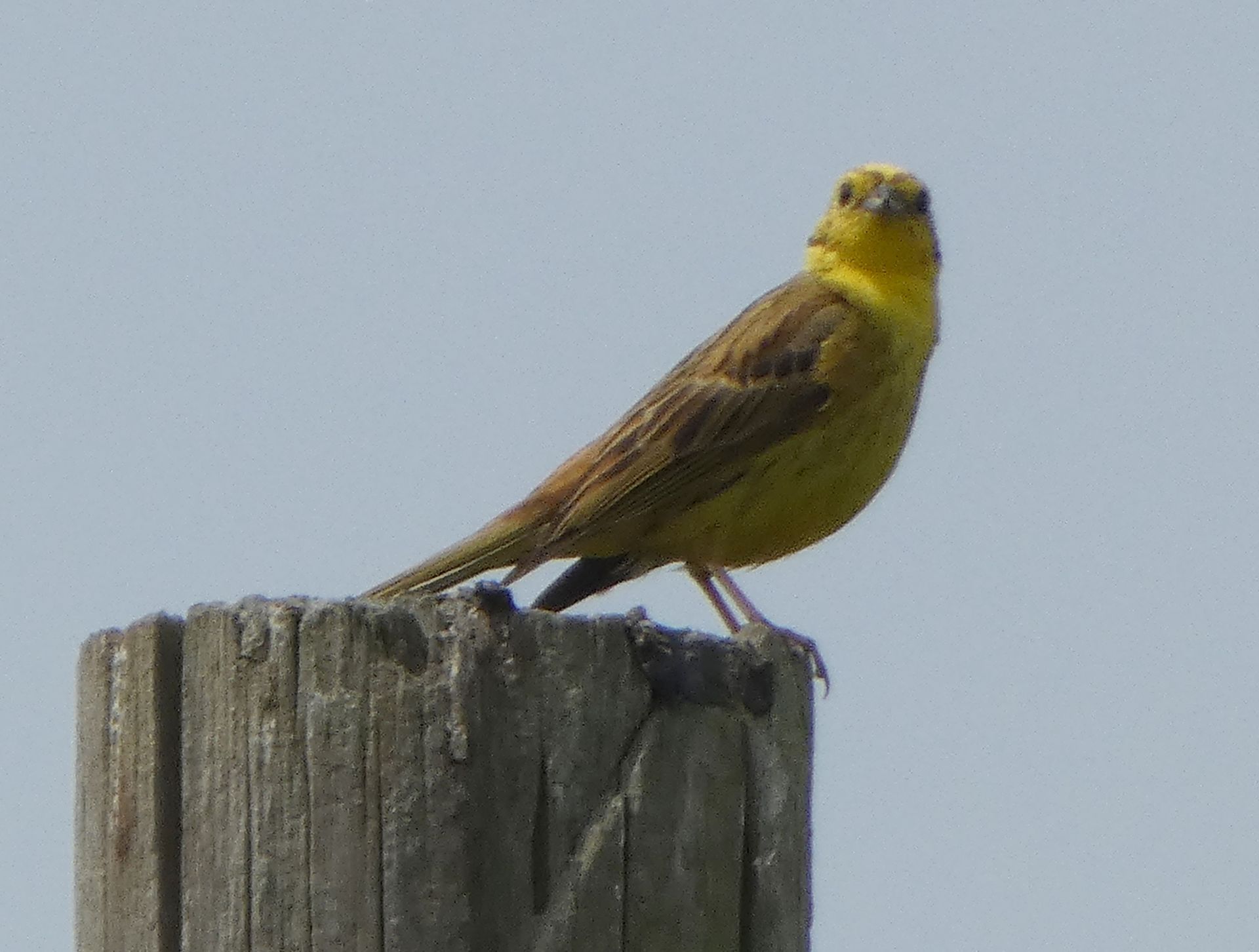Yellowhammer at The Flowing Spring