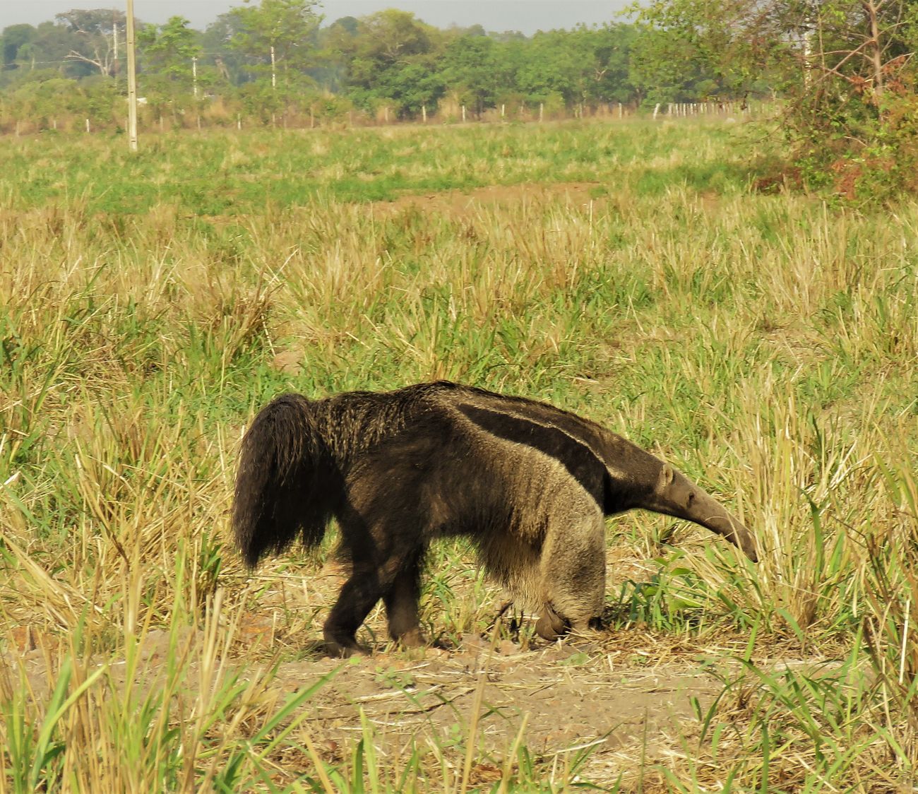 Um grande tamanduá está caminhando por um campo gramado
