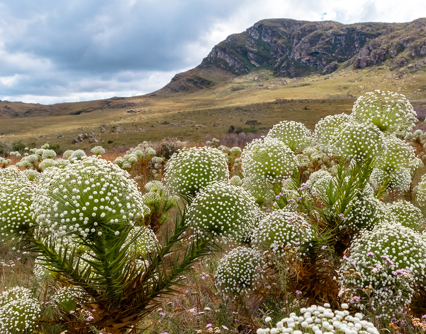 Um campo de flores com uma montanha ao fundo