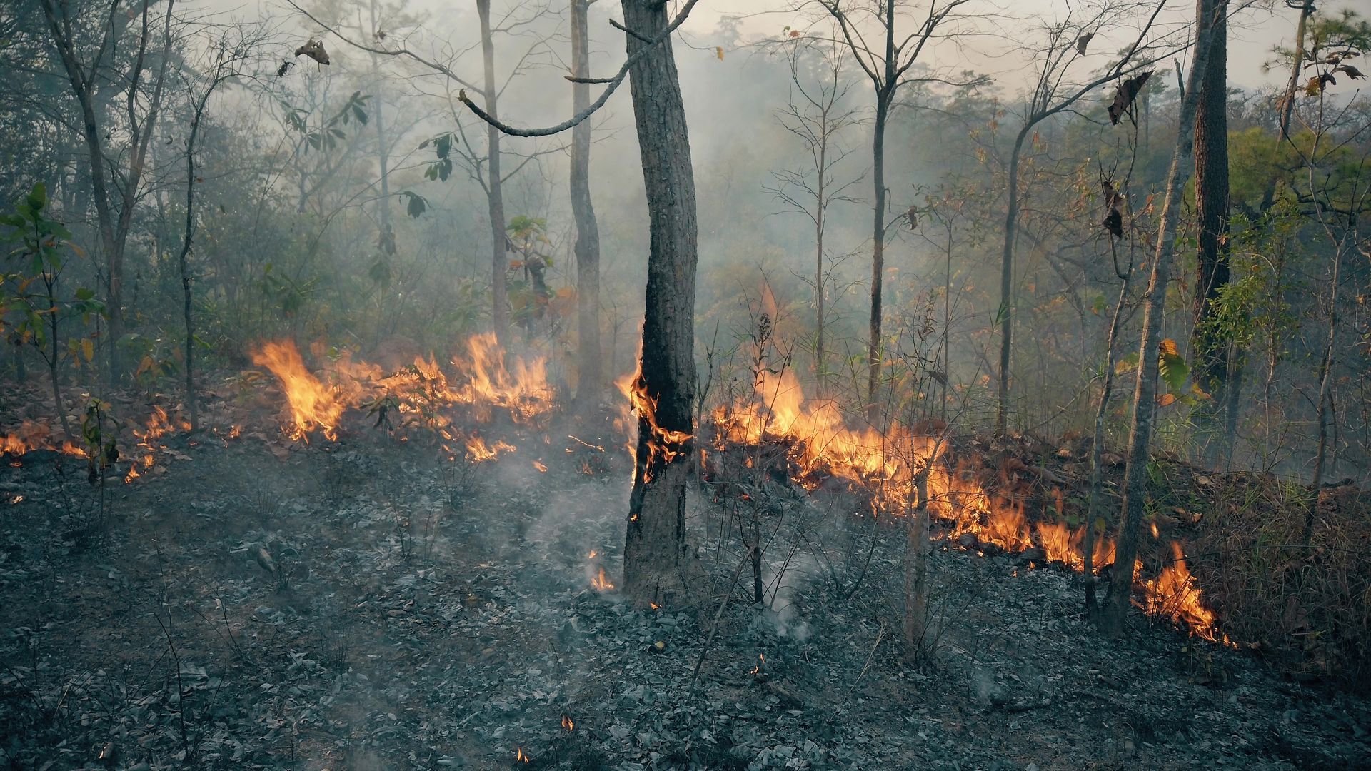 uma floresta queimada com alguns pontos de incendio