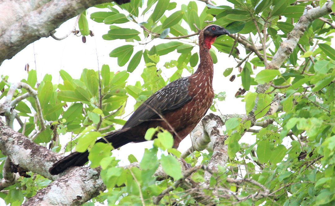  jacu-de-barriga-castanha_Penelope_ochrogaster_Tulio+Dornas.jpg